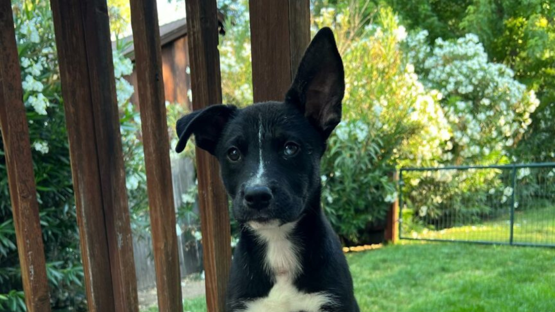 black dog with cute ears
