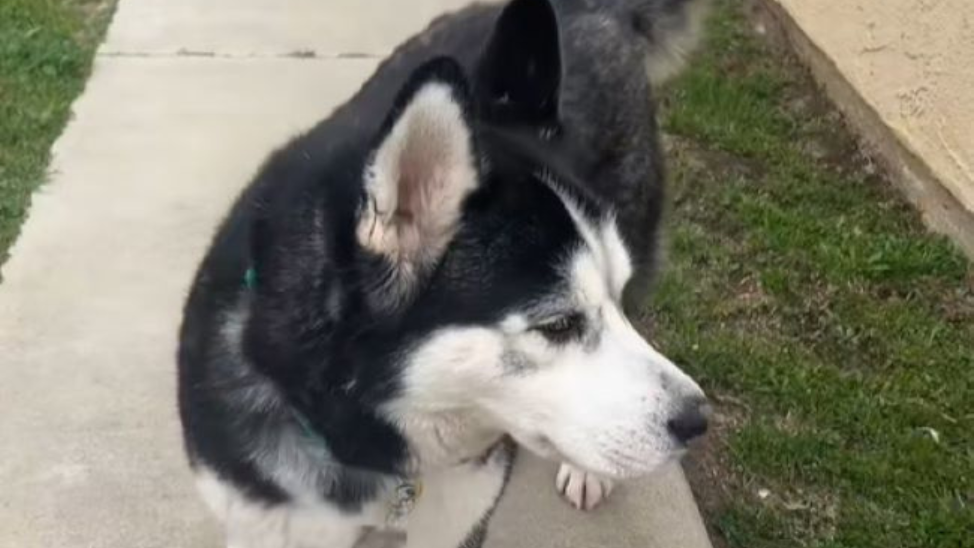 husky dog looking sad