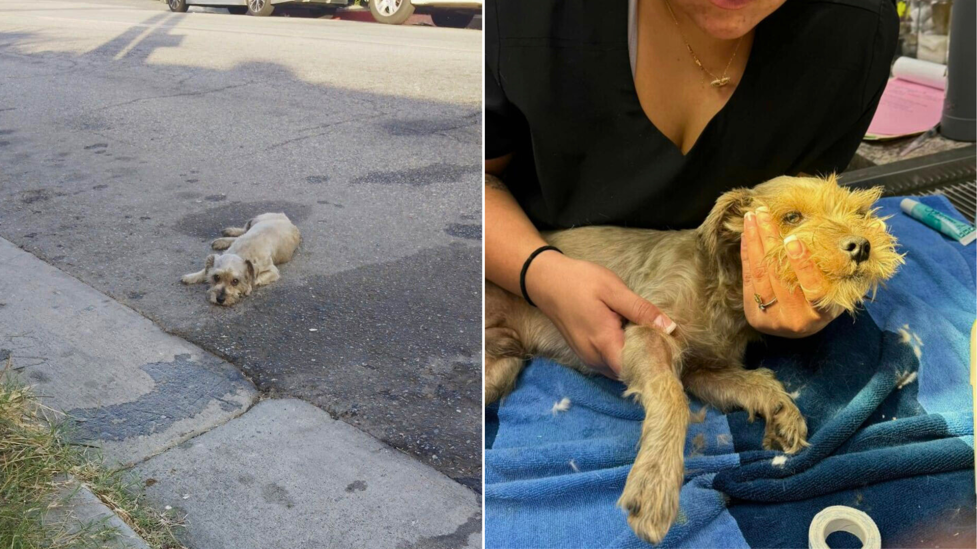 injured dog at the vet