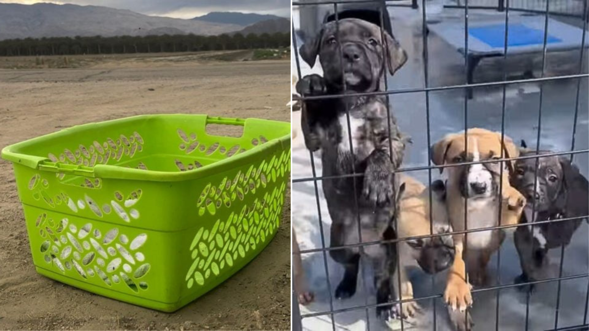 green basket and puppies