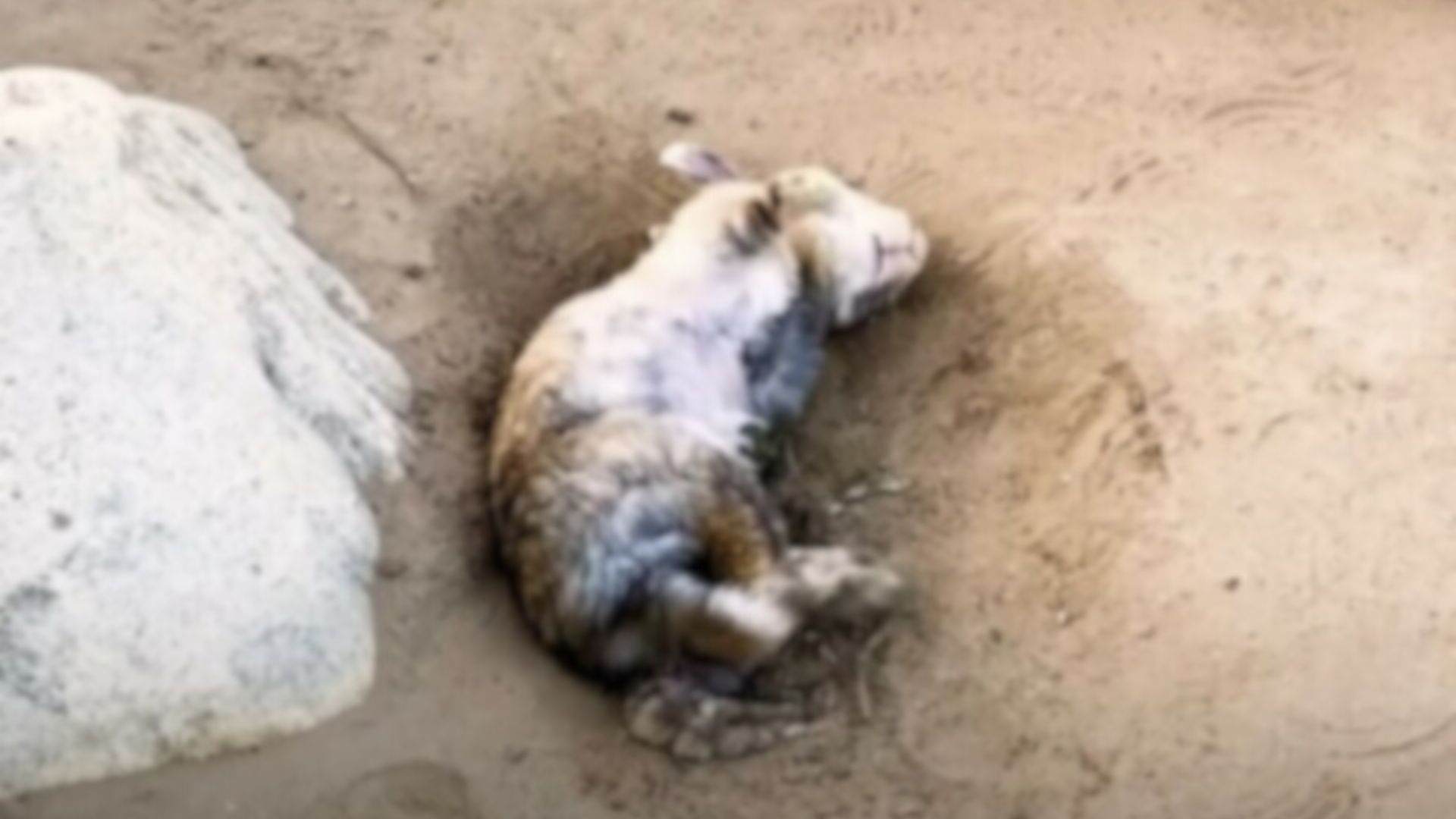 tiny animal on ground