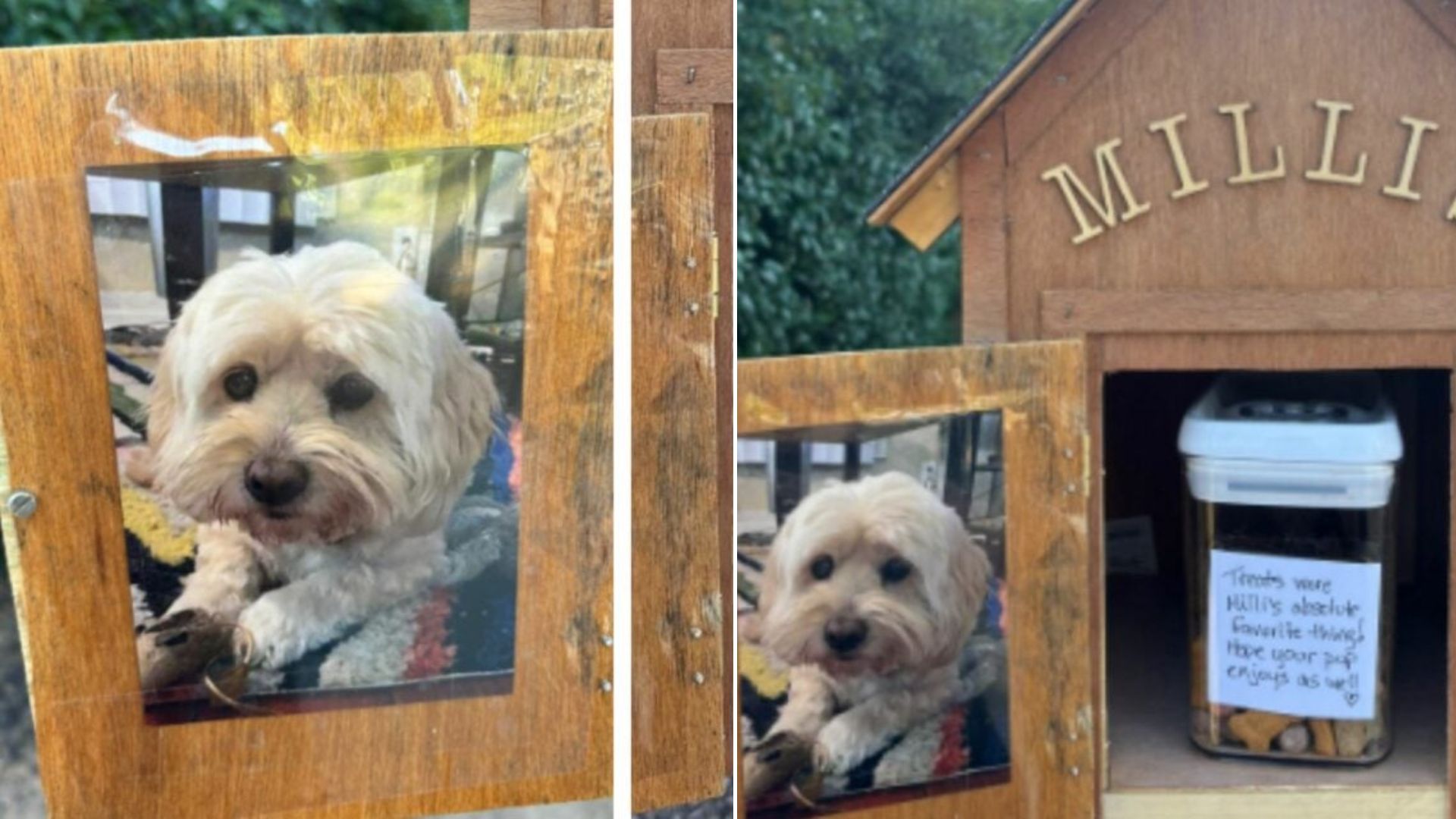 sweet dog on picture