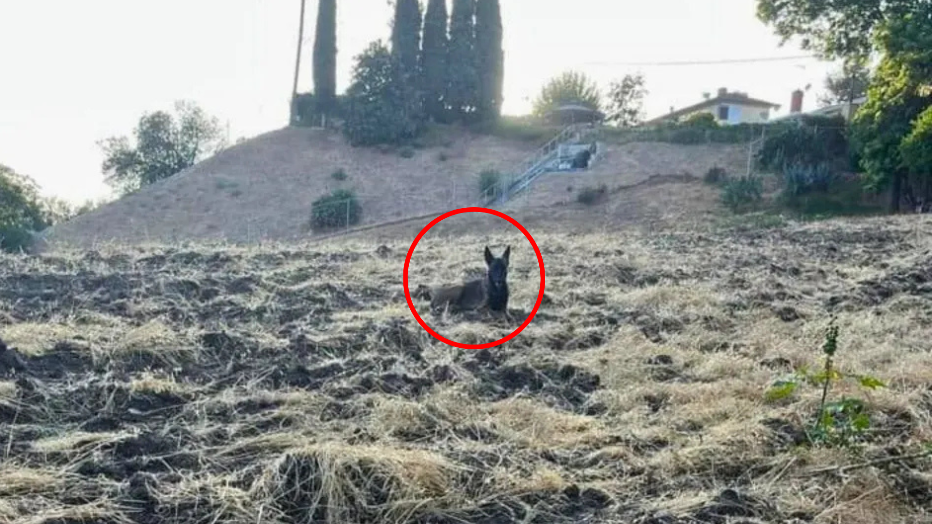 mysterious animal on a hill