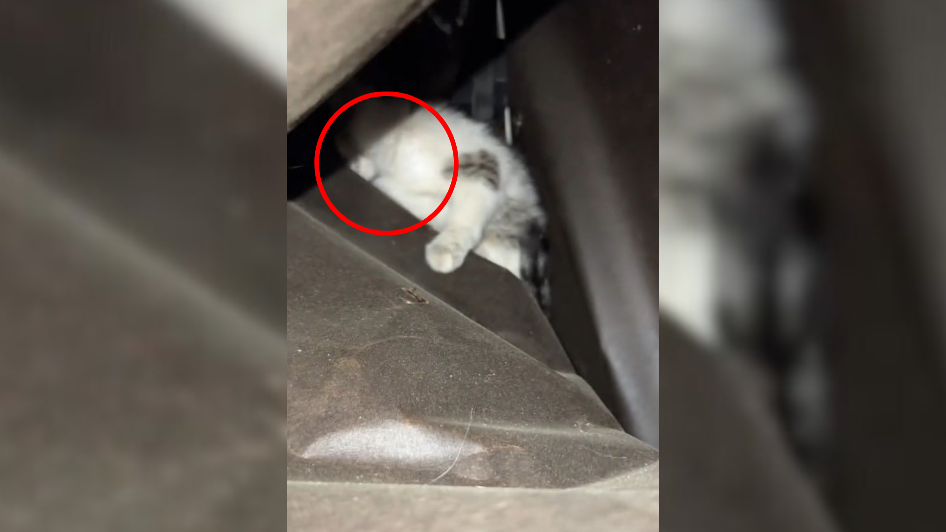 cat hiding in garage