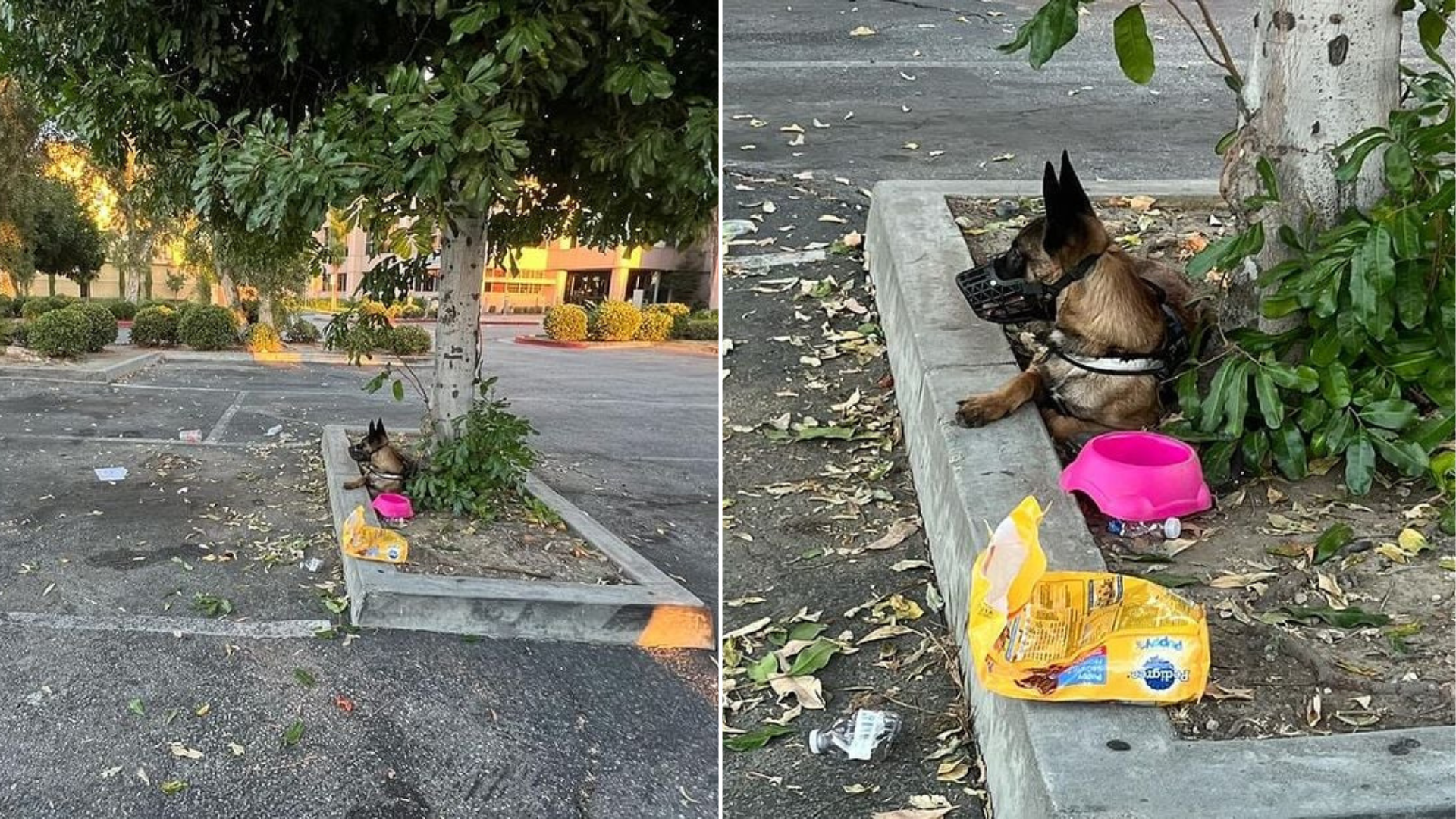 dog abandoned under tree