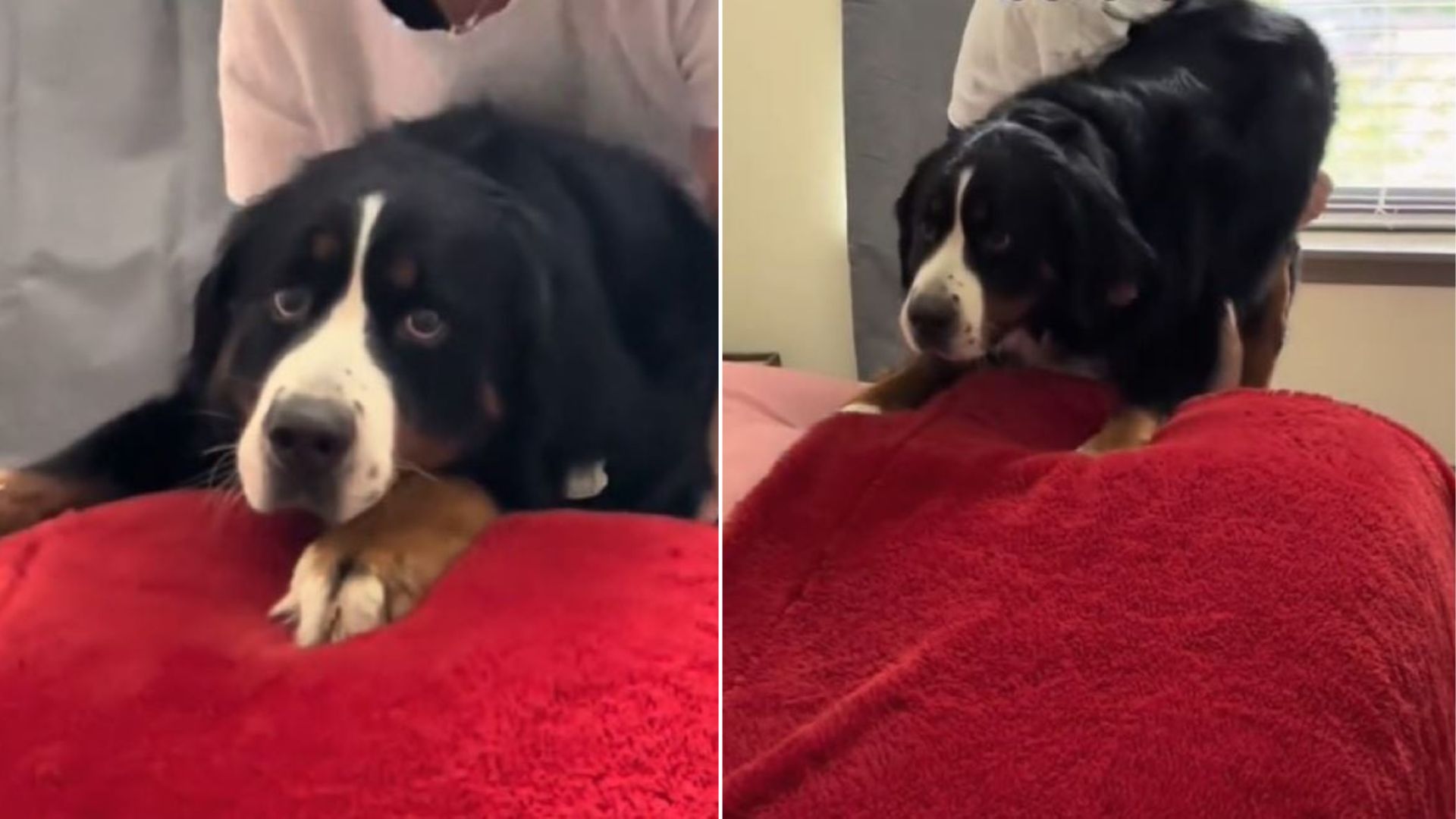 cute dog laying down