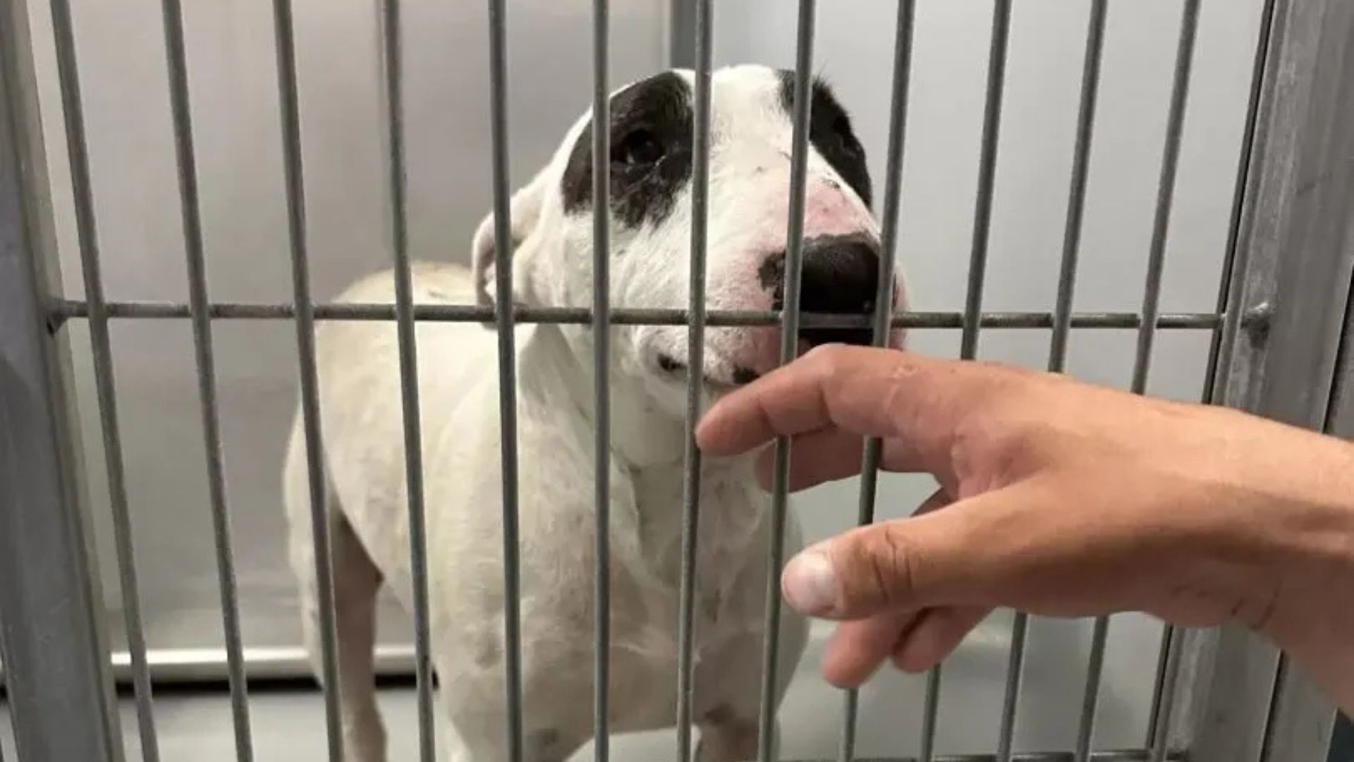 dog in shelter