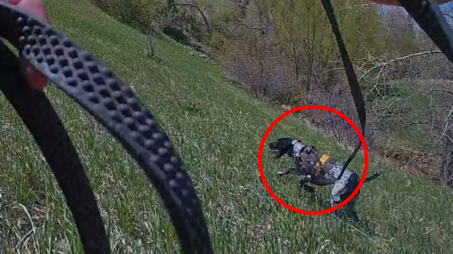 police dog searching