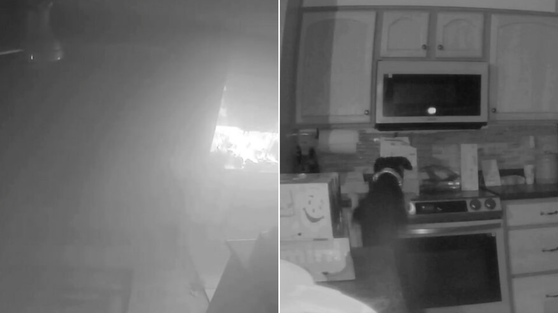 video footage of dog in kitchen