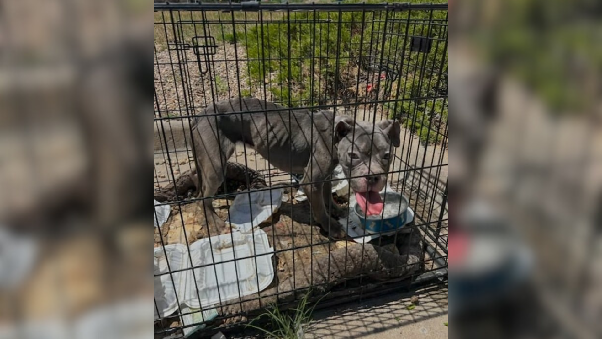 emaciated dog in cage