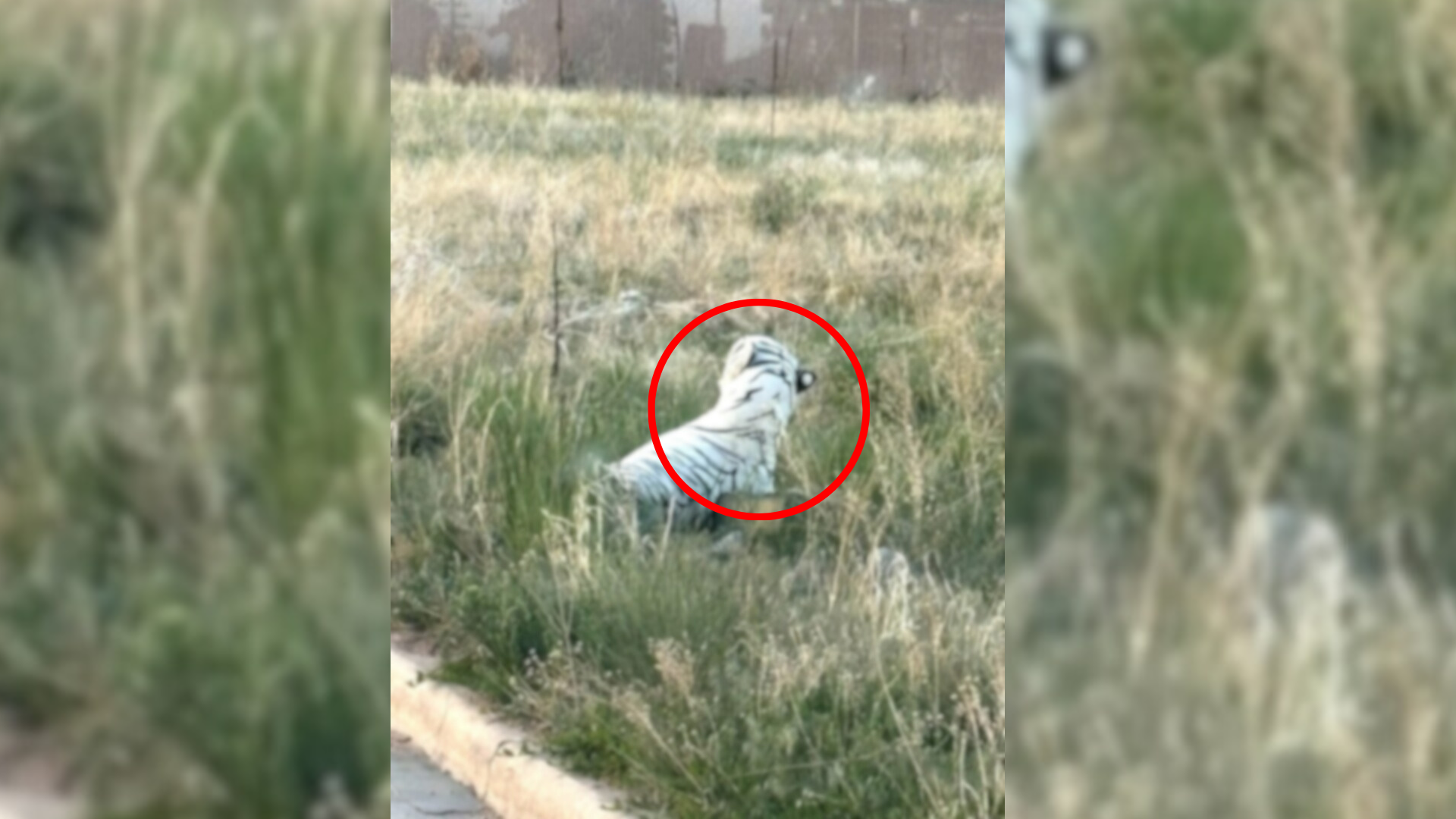 strange figure in meadow