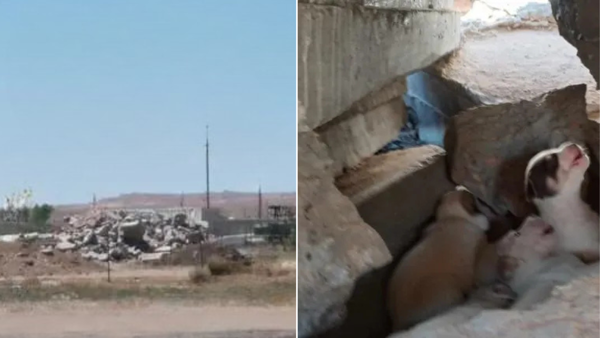 puppies in rubble