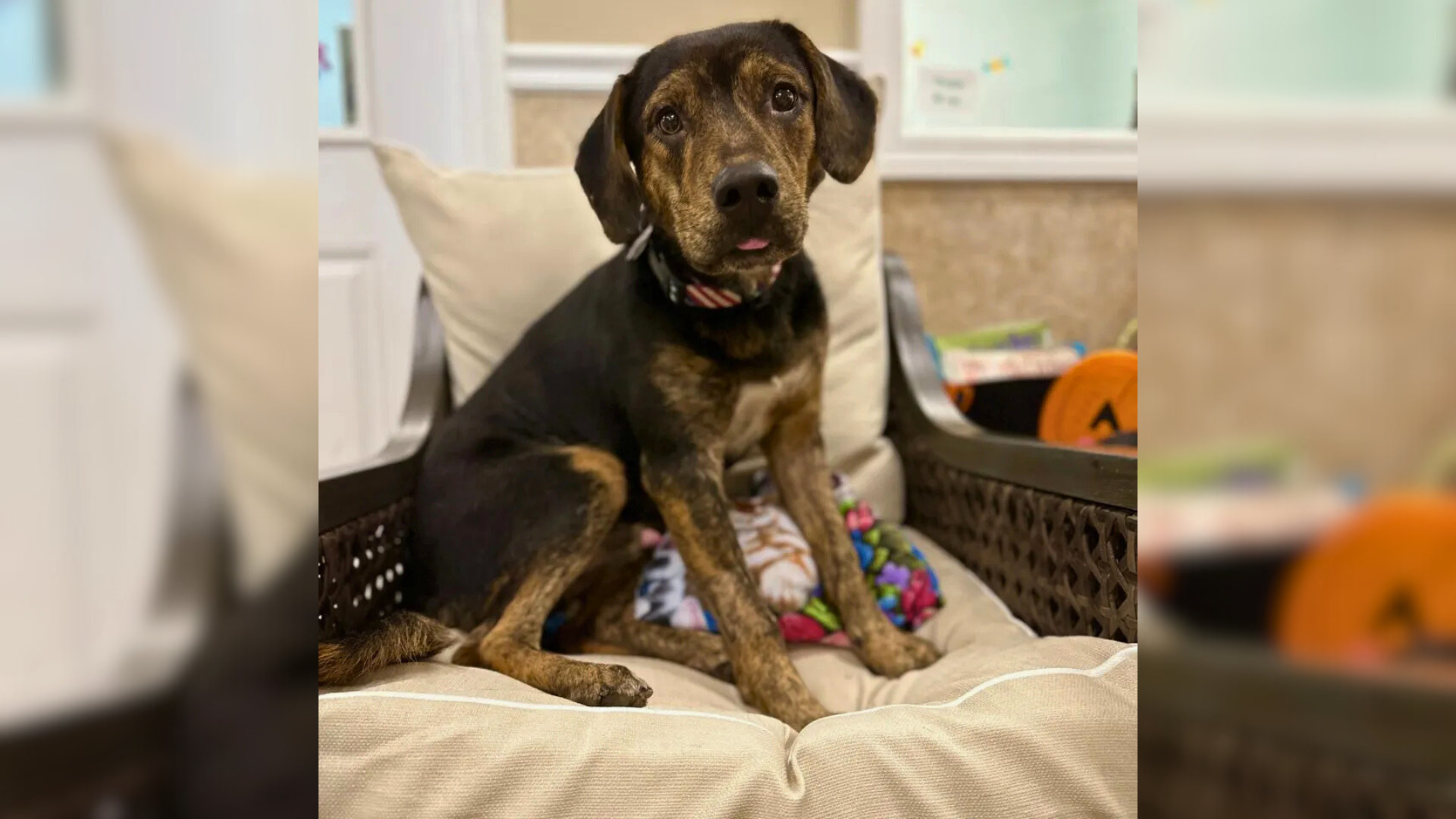brown dog sitting in a chair