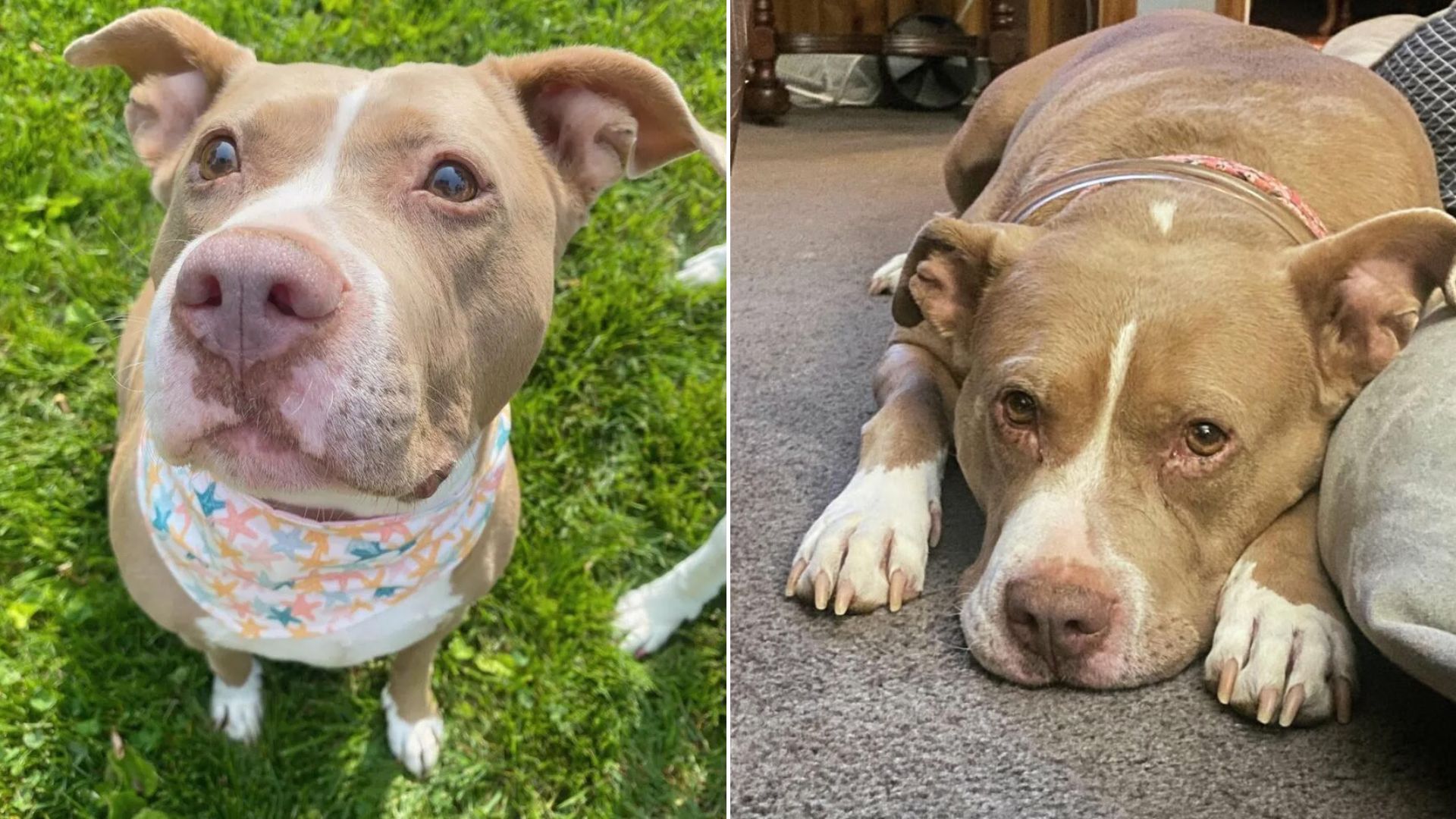 sweet dog laying down