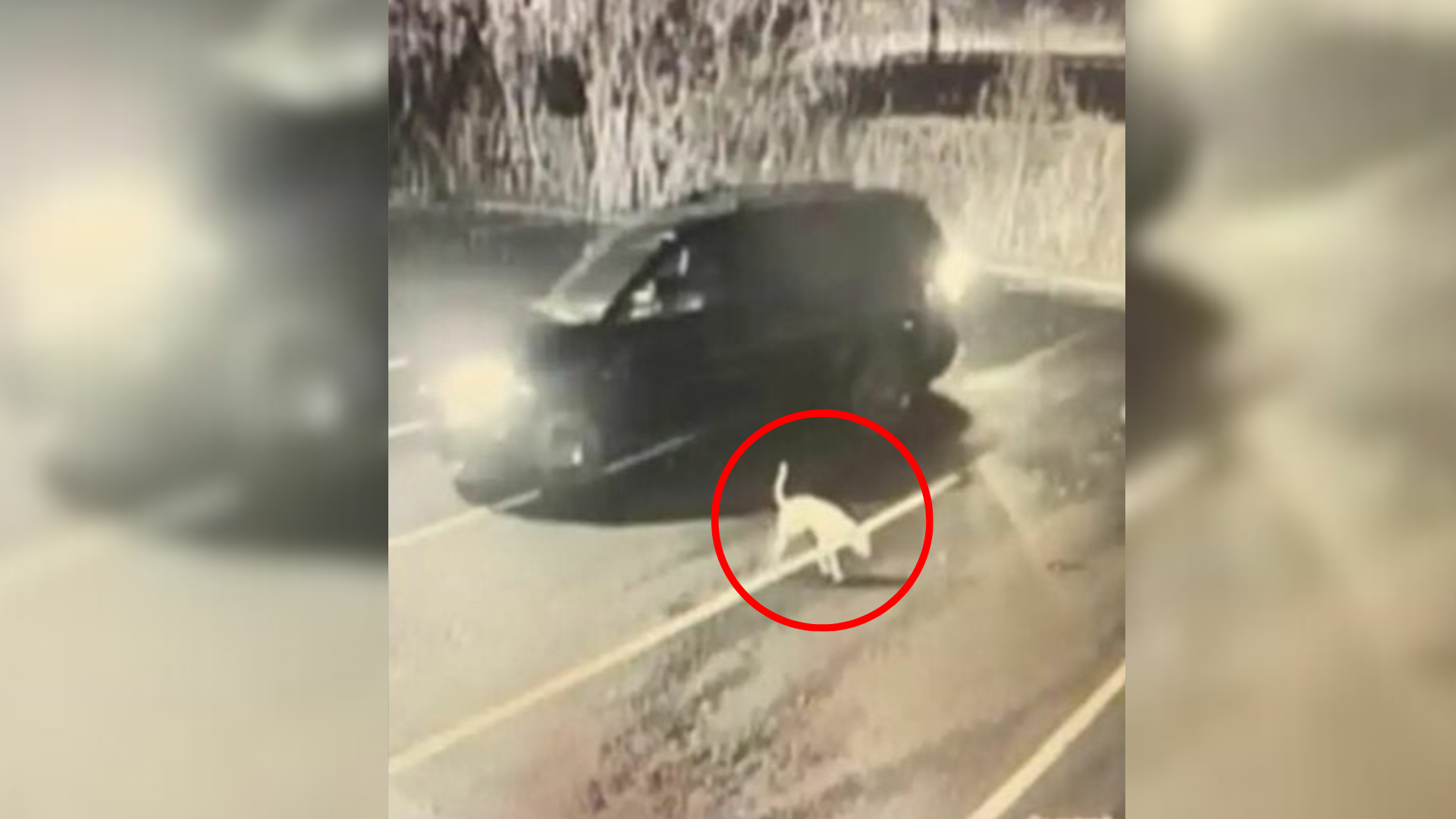 dog abandoned on parking lot