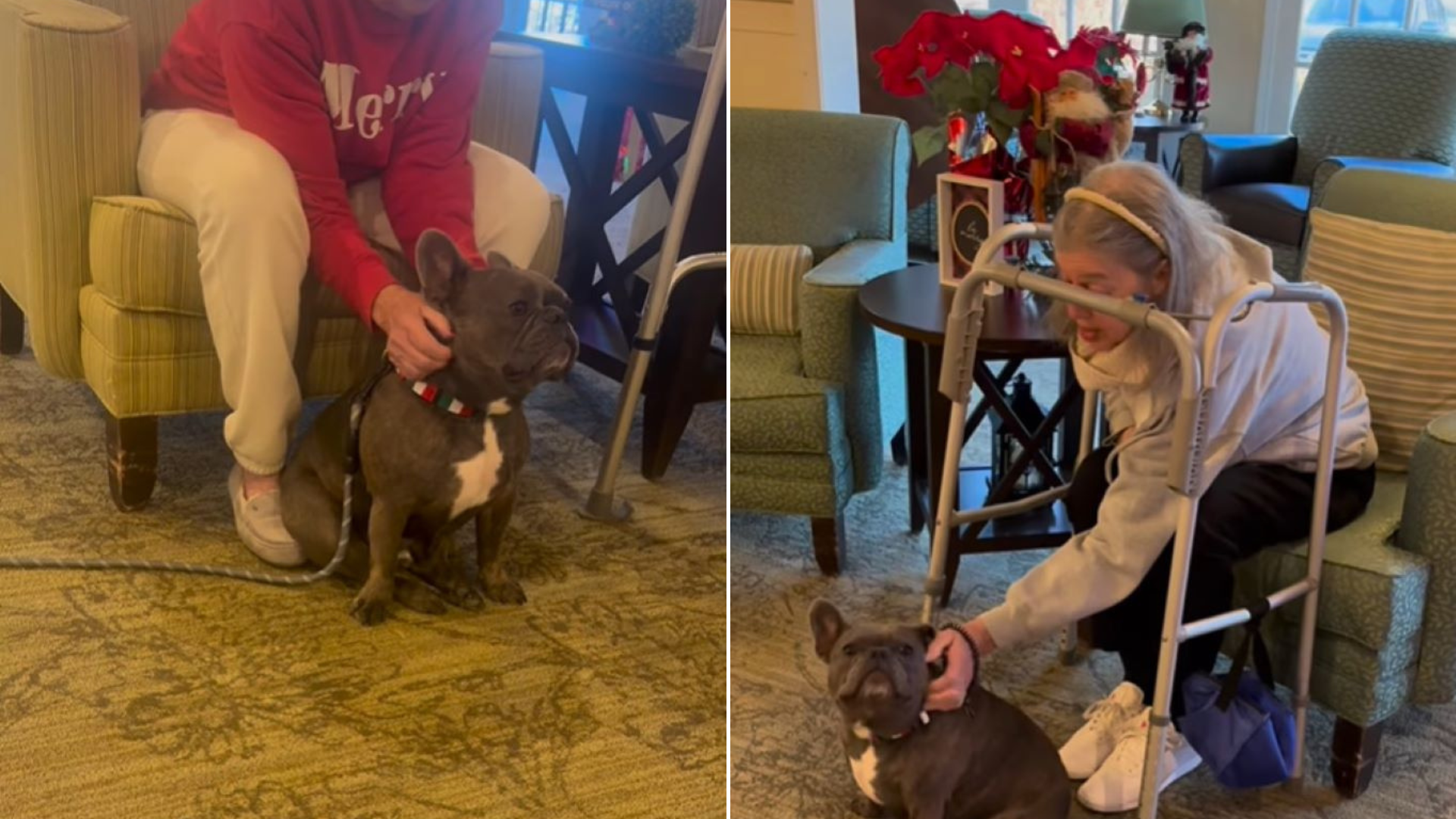 dog with nursing home residents