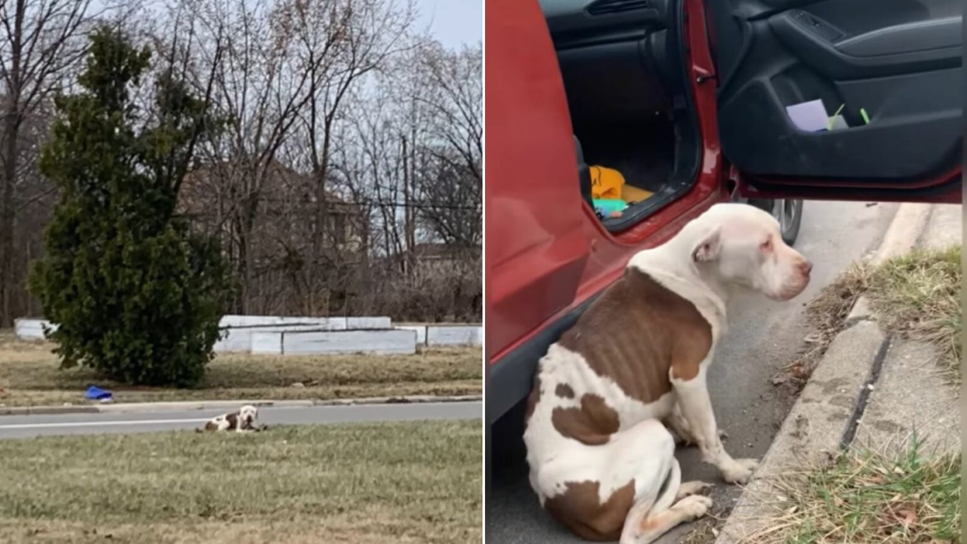 stray dog with visible ribs