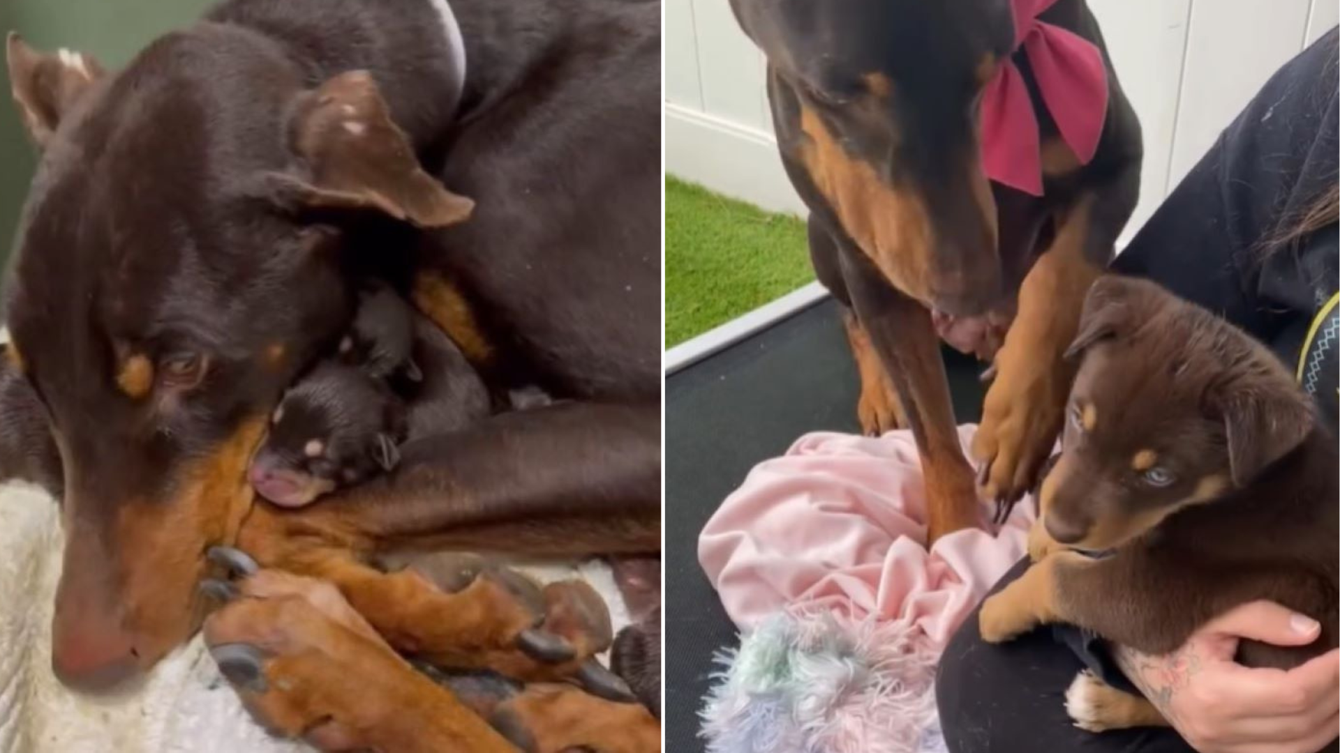 brown mama dog with puppies