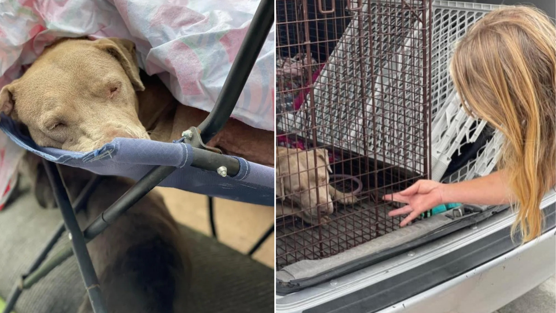 woman rescuing a stray dog