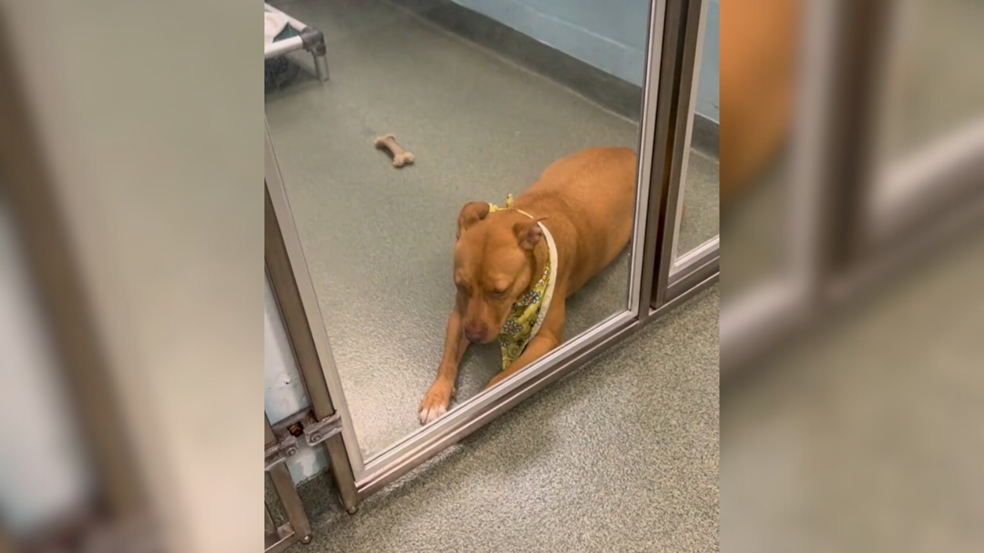dog in a shelter kennel