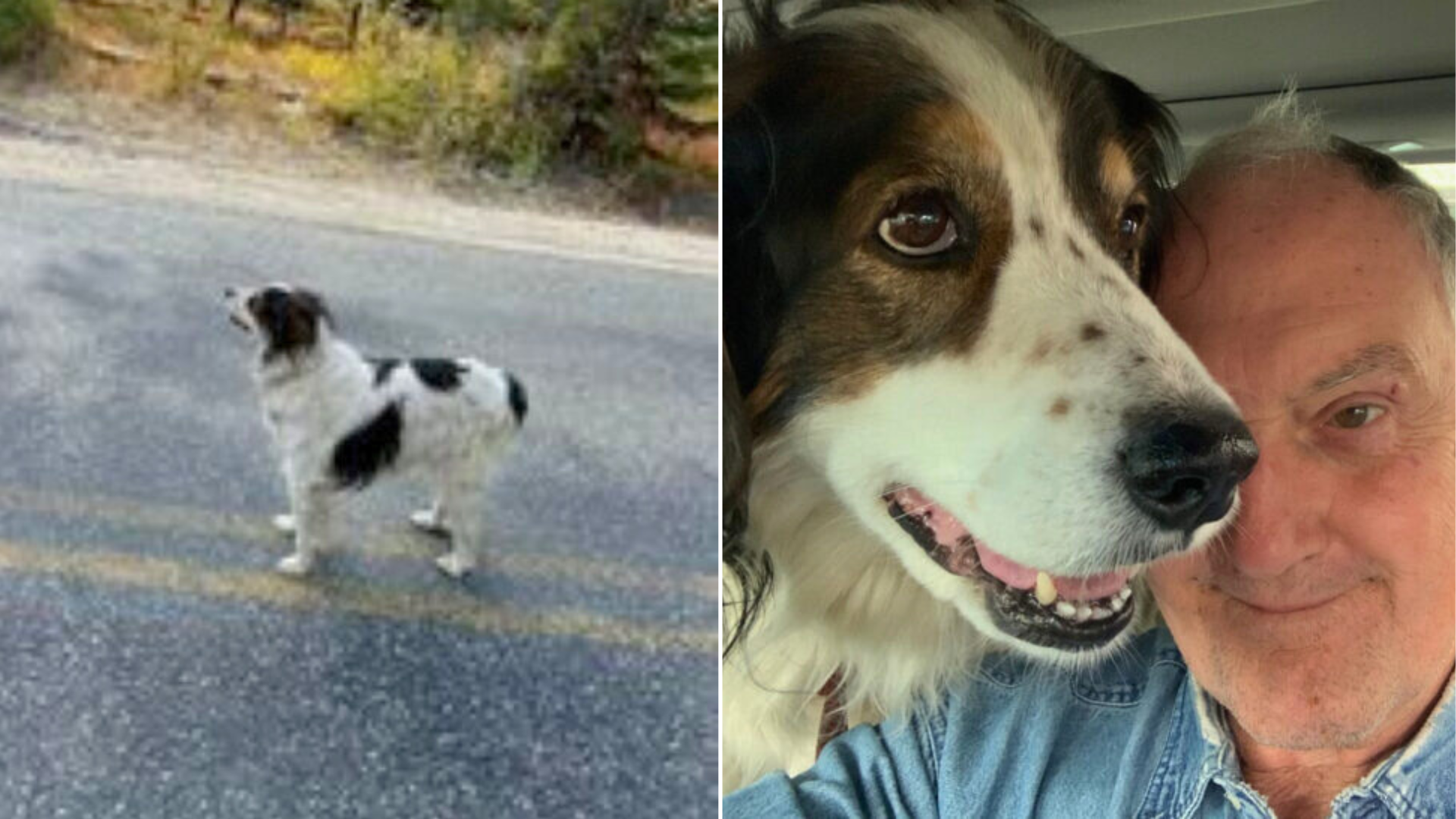 dog on the road and in a car with man