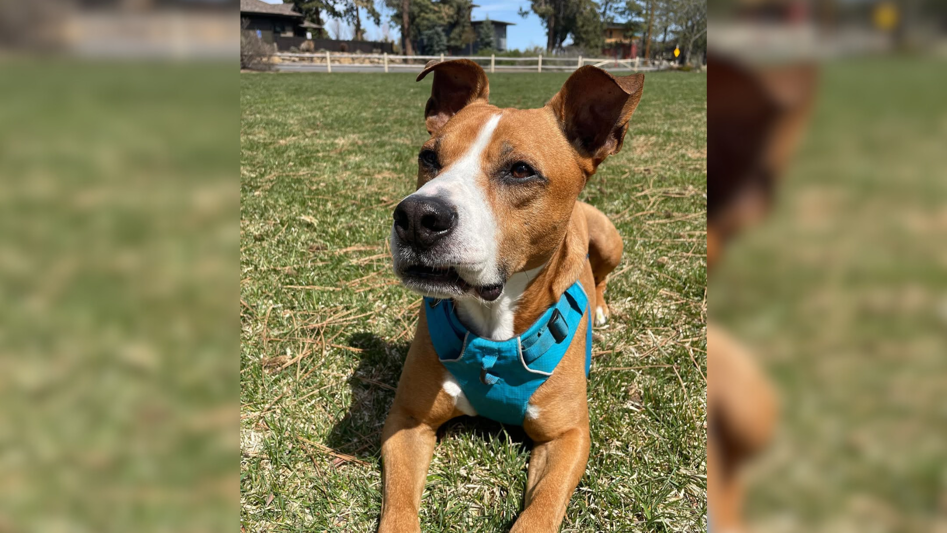 dog resting on the grass