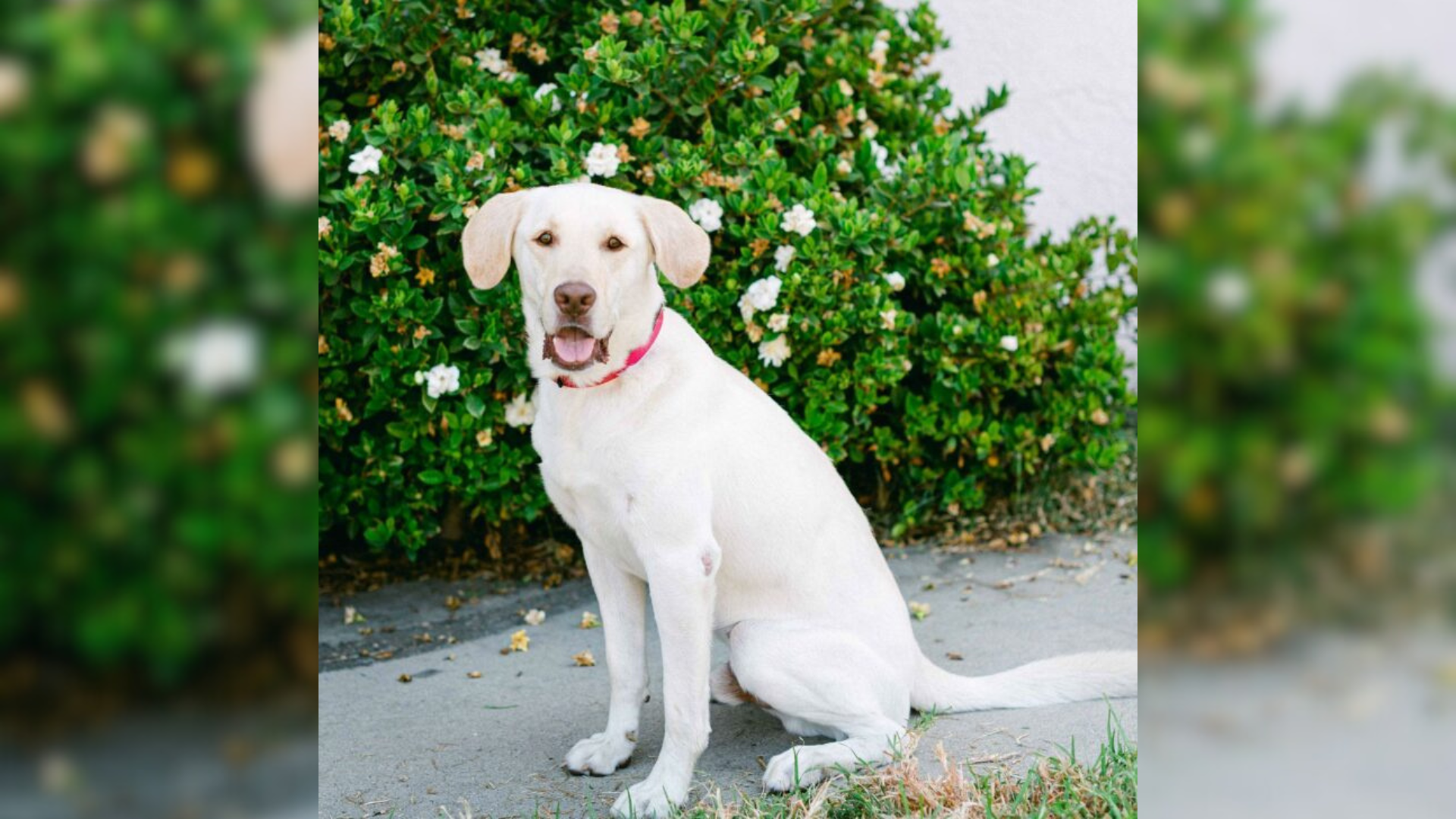 white dog with red collar