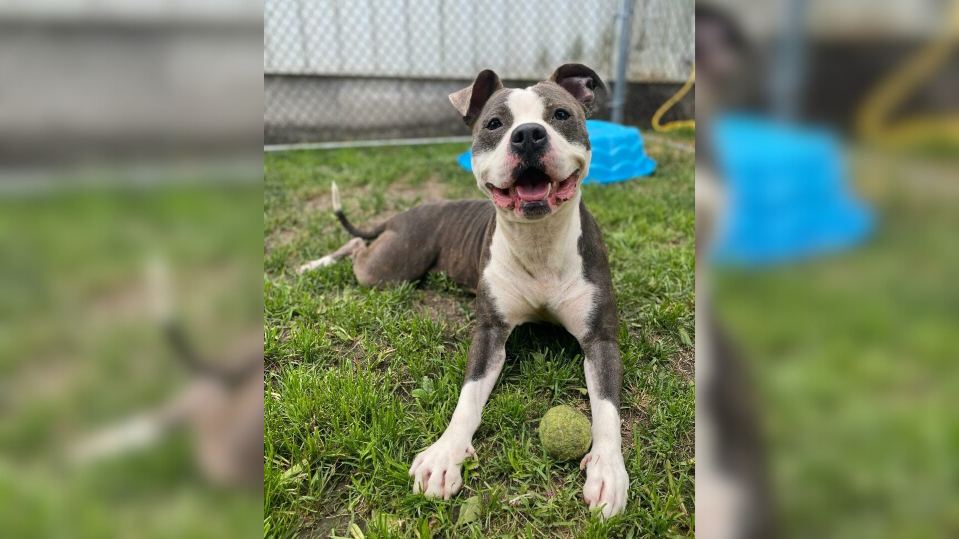 dog playing with a ball