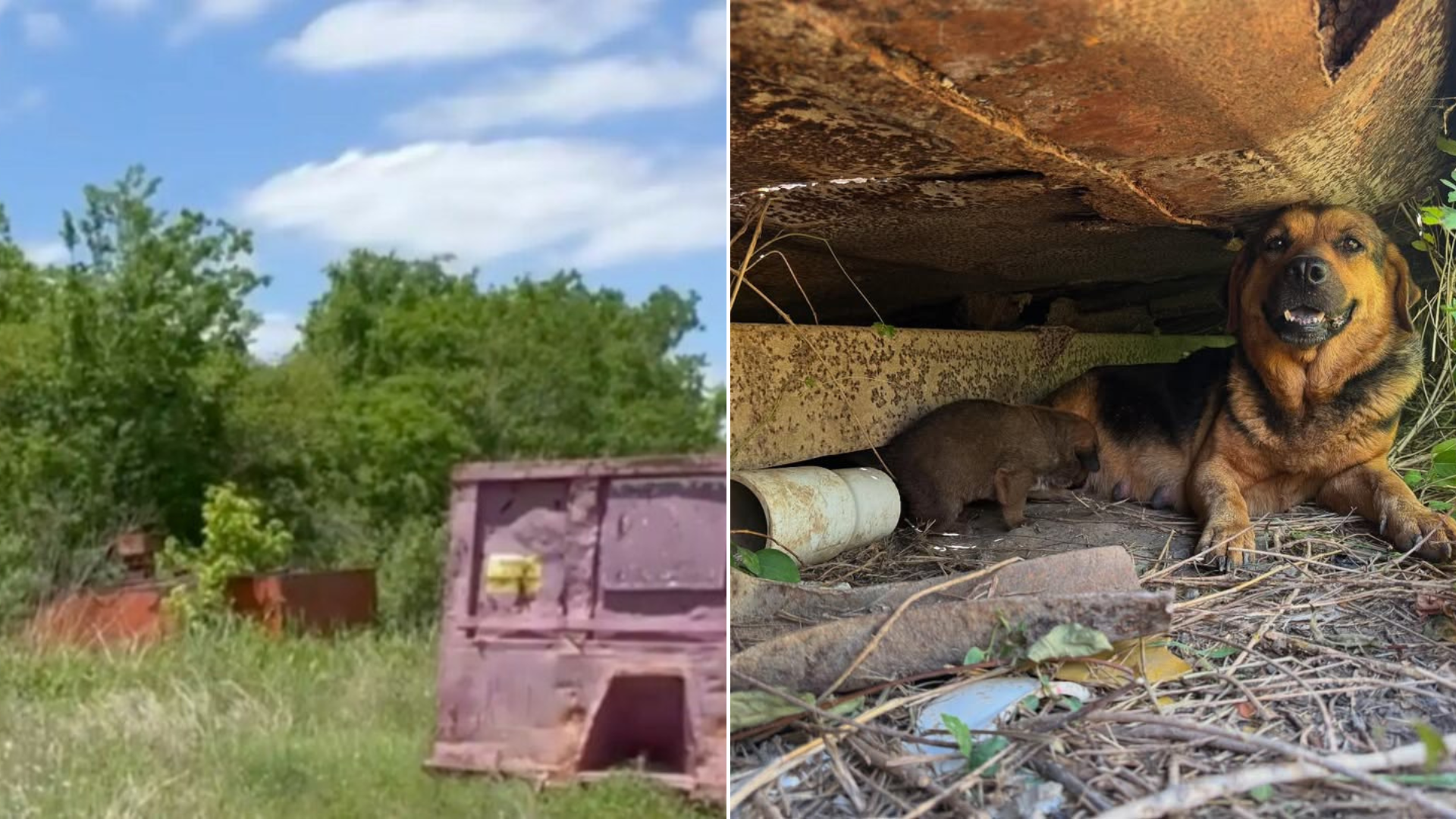 stray dog in landfill