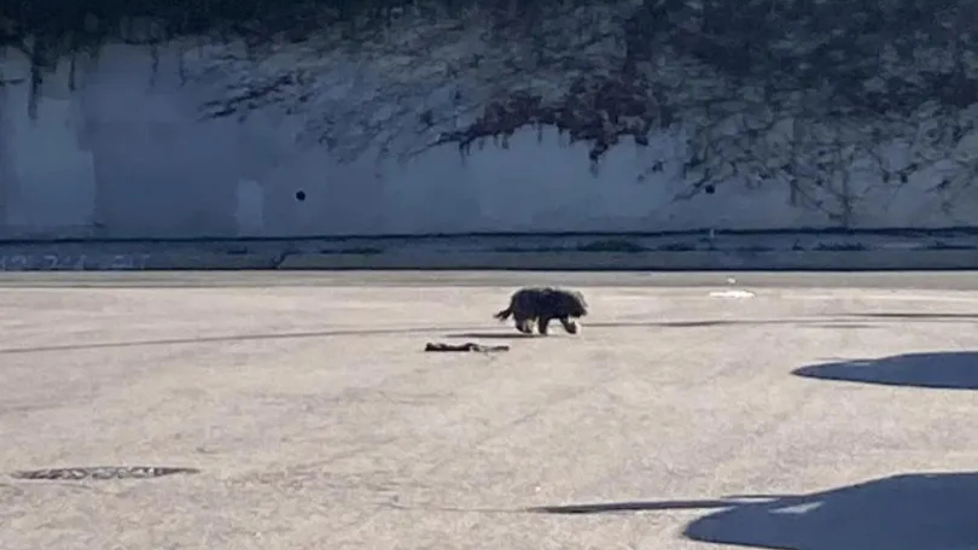 puppy lost in parking lot