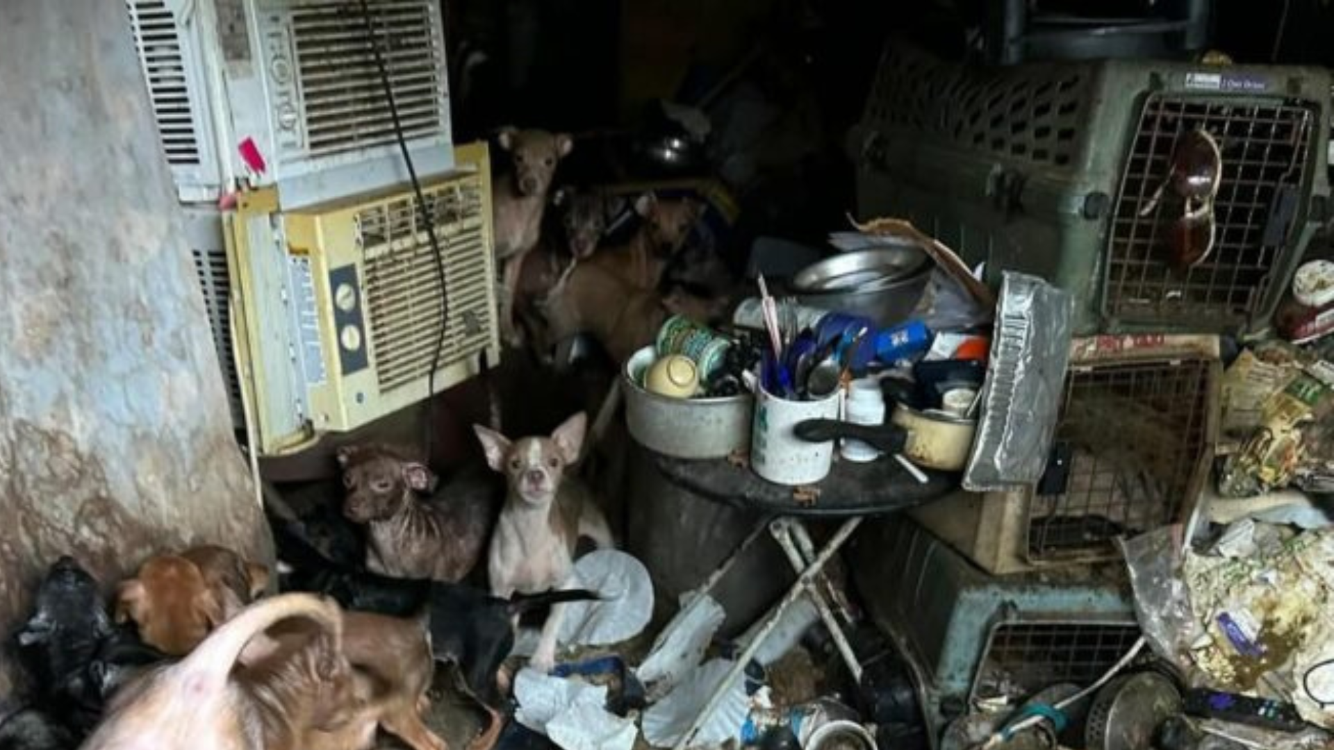 dogs in a hoarder house