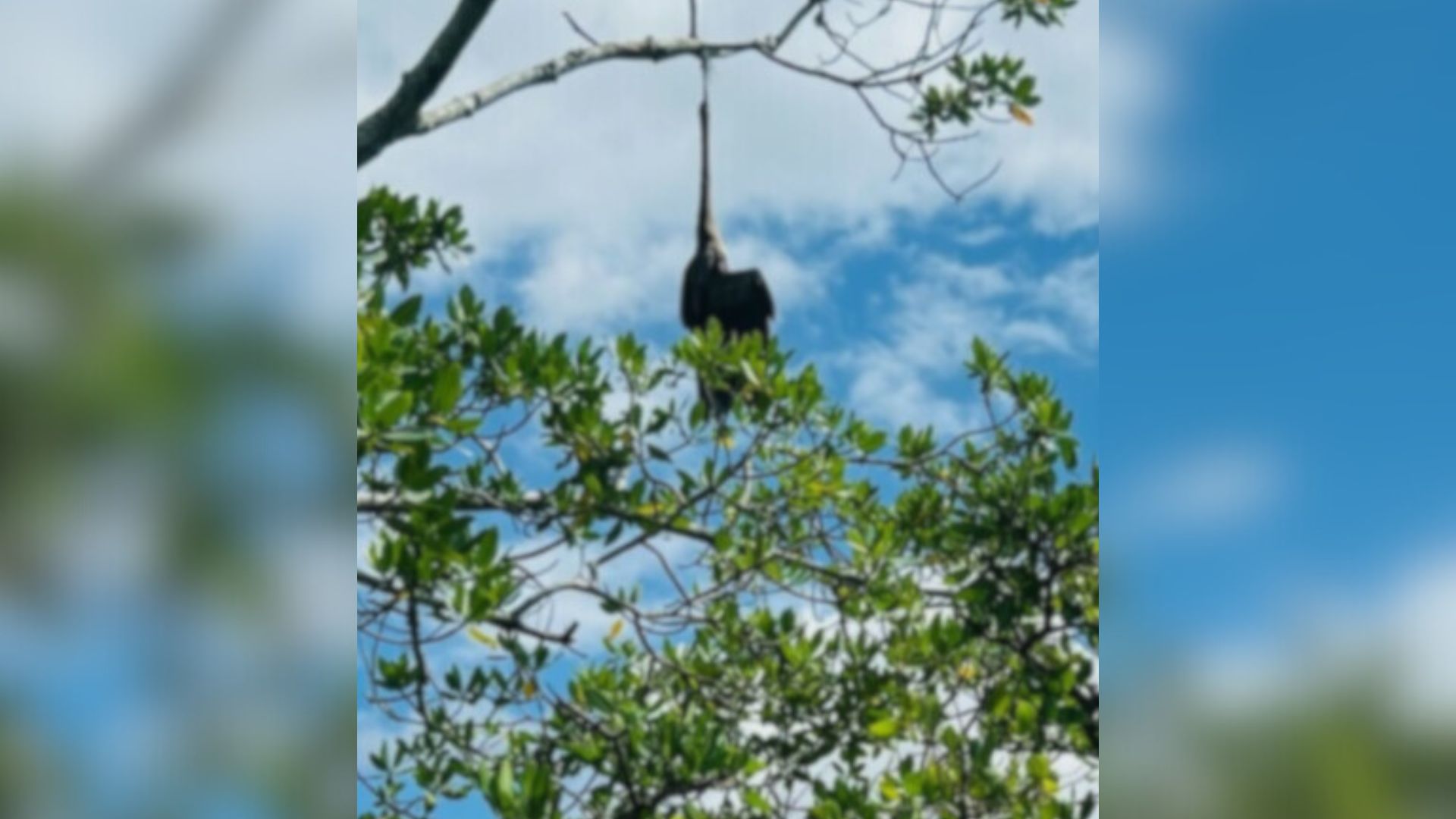 animal stuck on tree