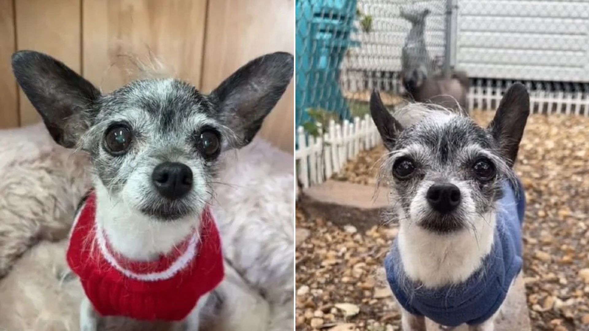 sweet white chihuahua