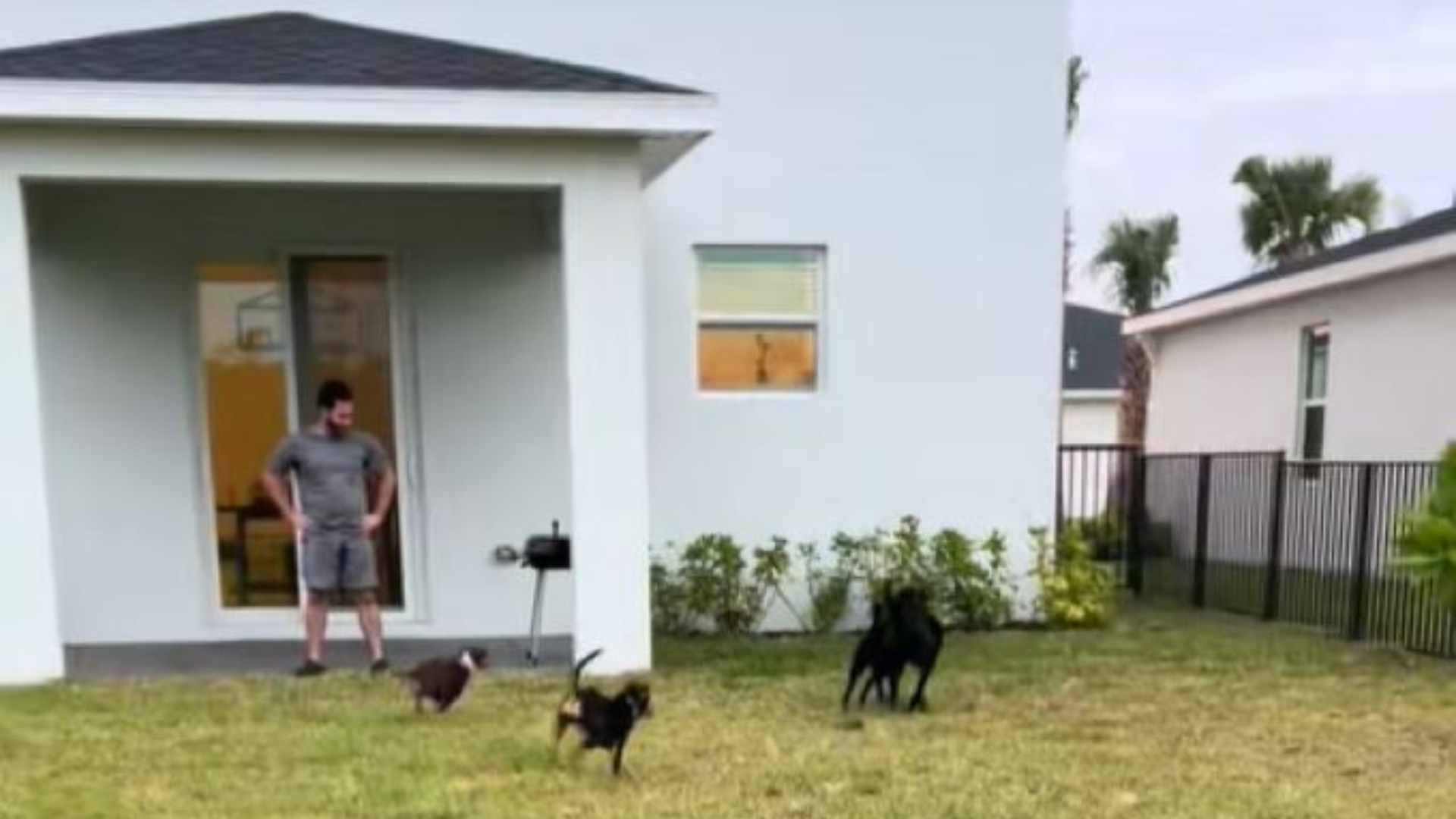 dogs running in backyard