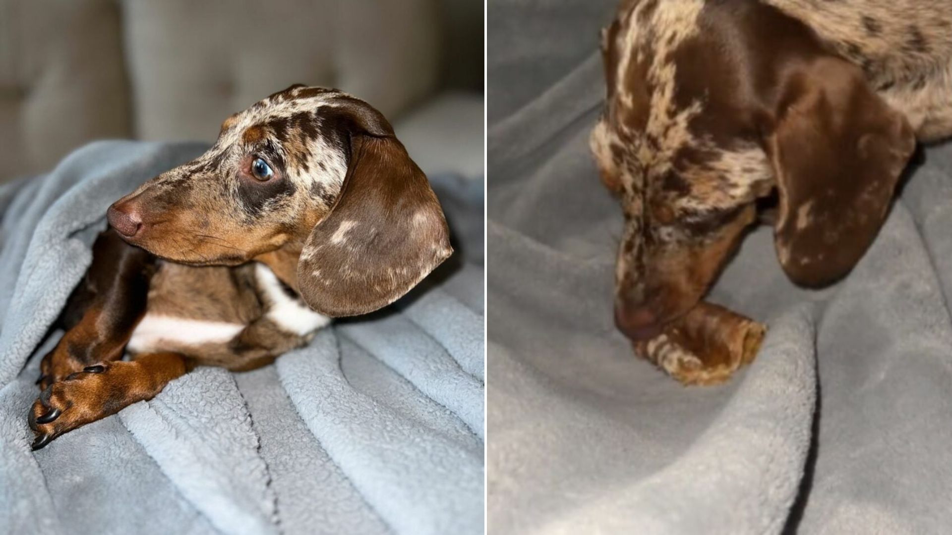 brown dachshund