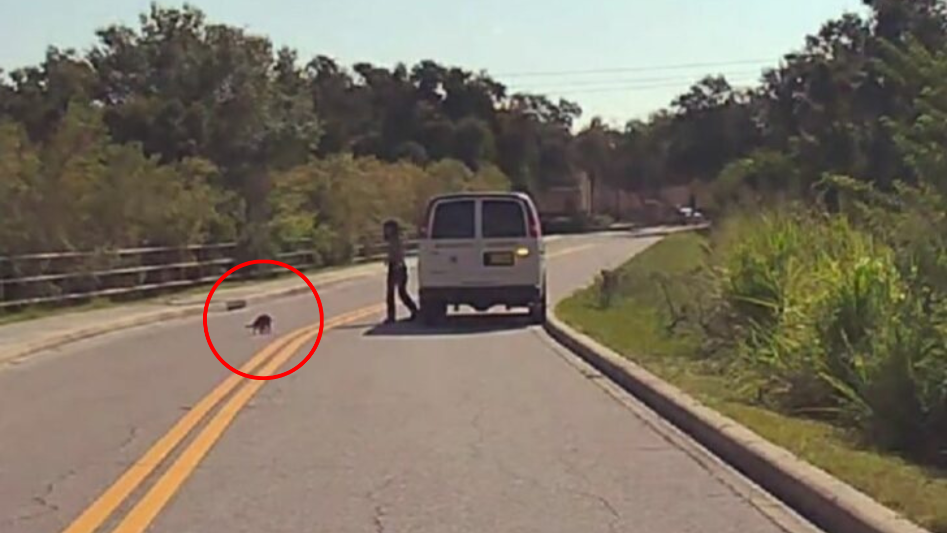 animal running on a highway