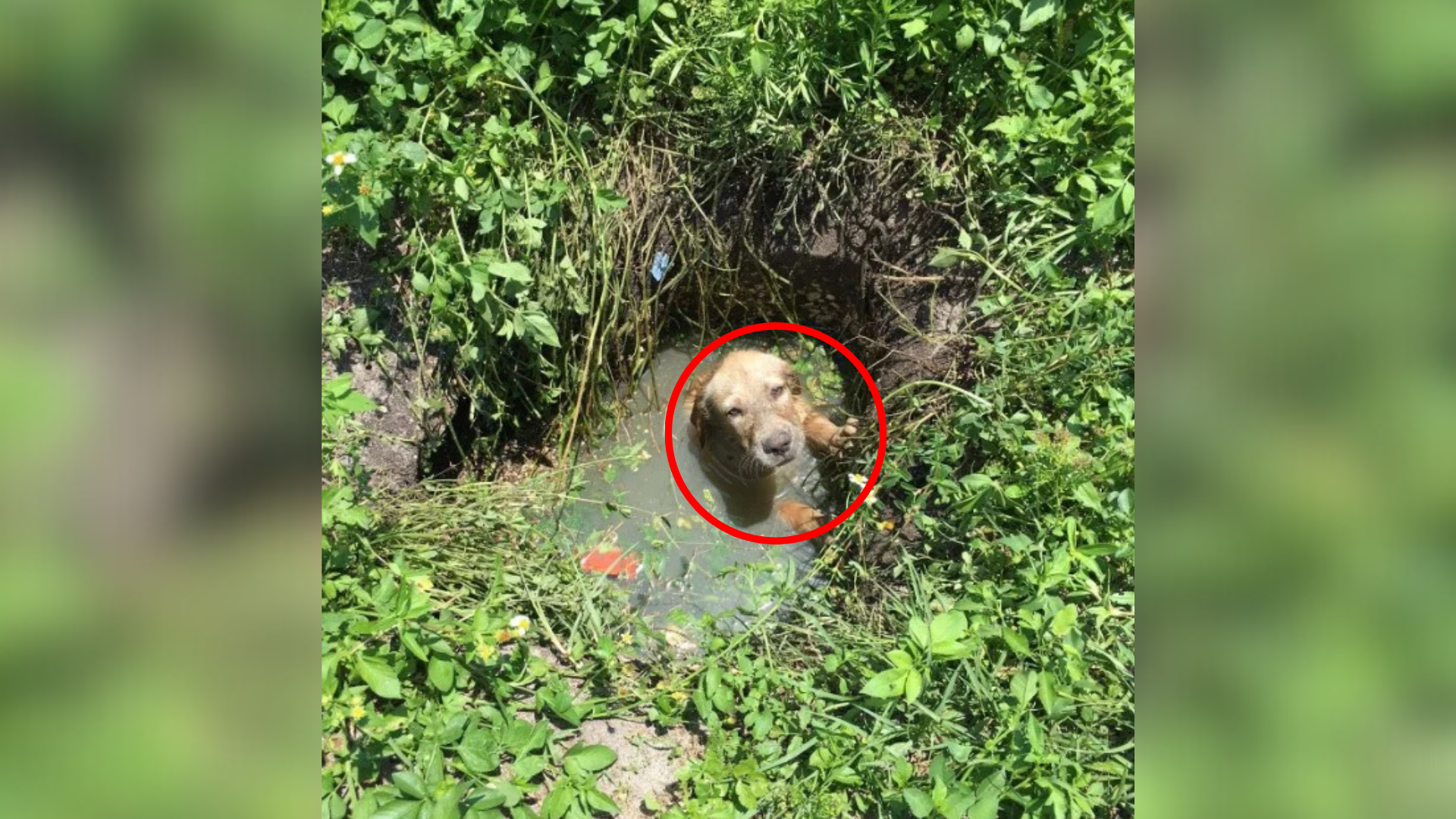 dog stuck inside pipe