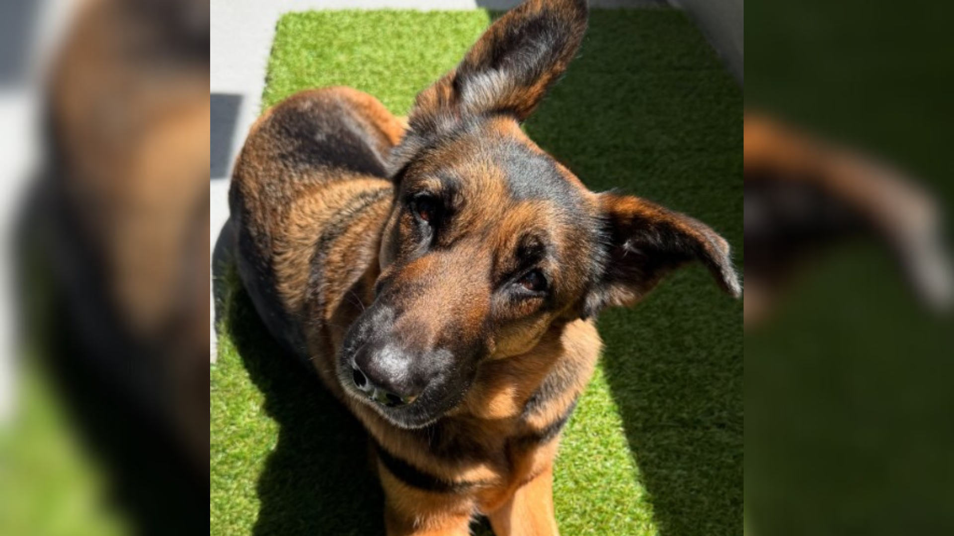 brown dog with cute head tilt