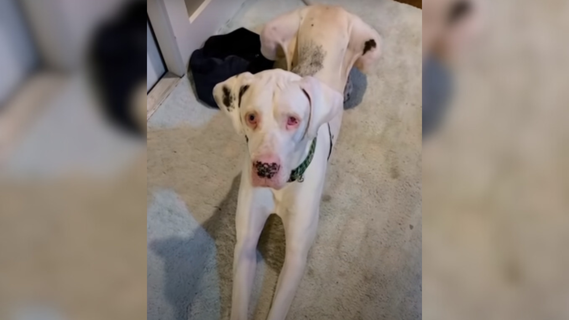 large white dog with sad face lying on floor