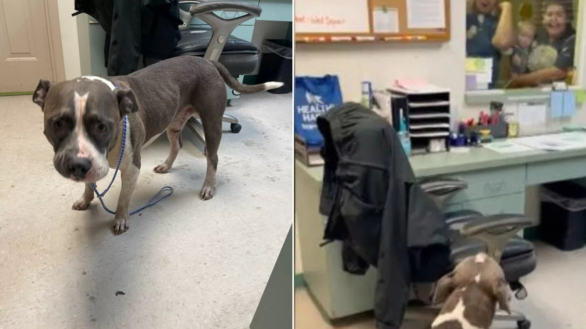 dog at shelter waiting for family