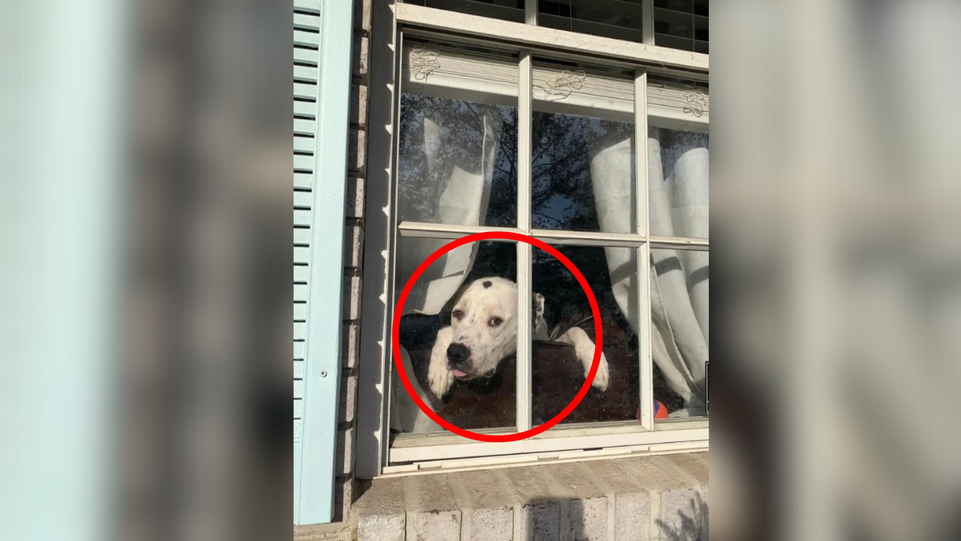 dog looking out a window