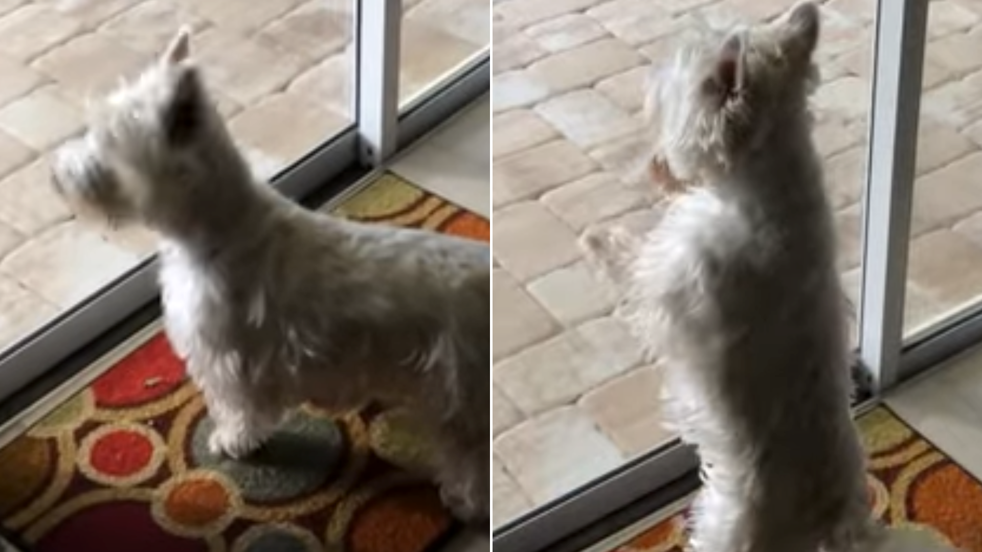 dog looking through glass door