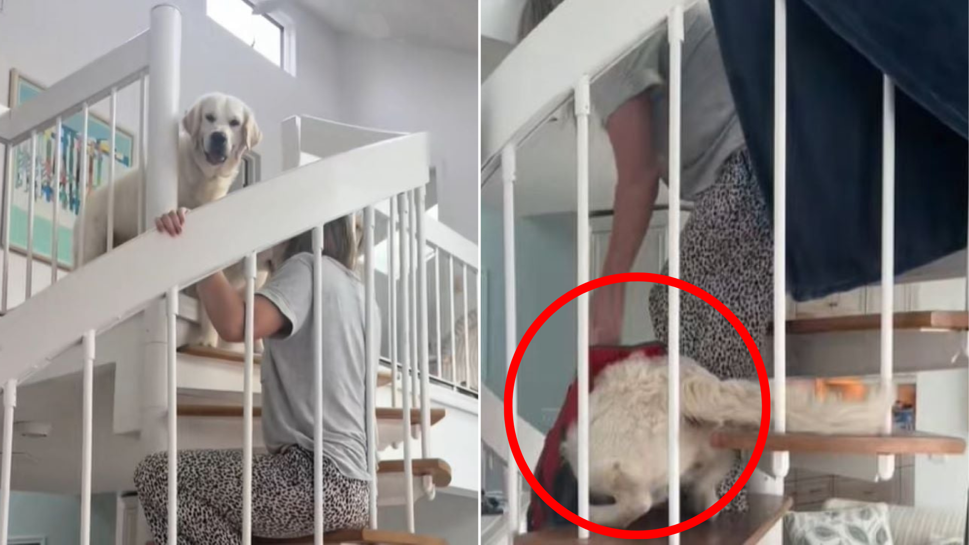 dogs on top of spiral stairs