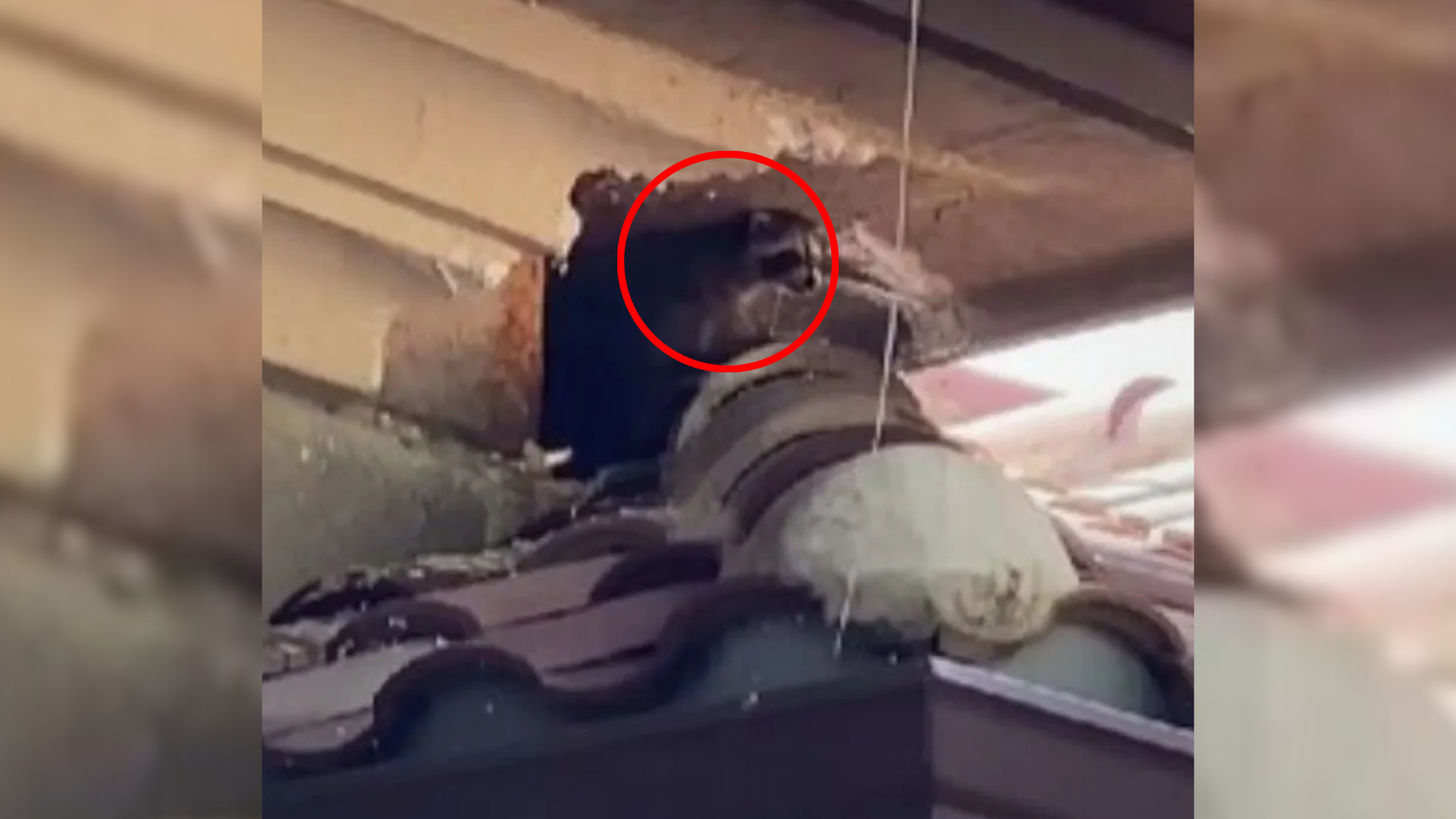 hidden animal in attic