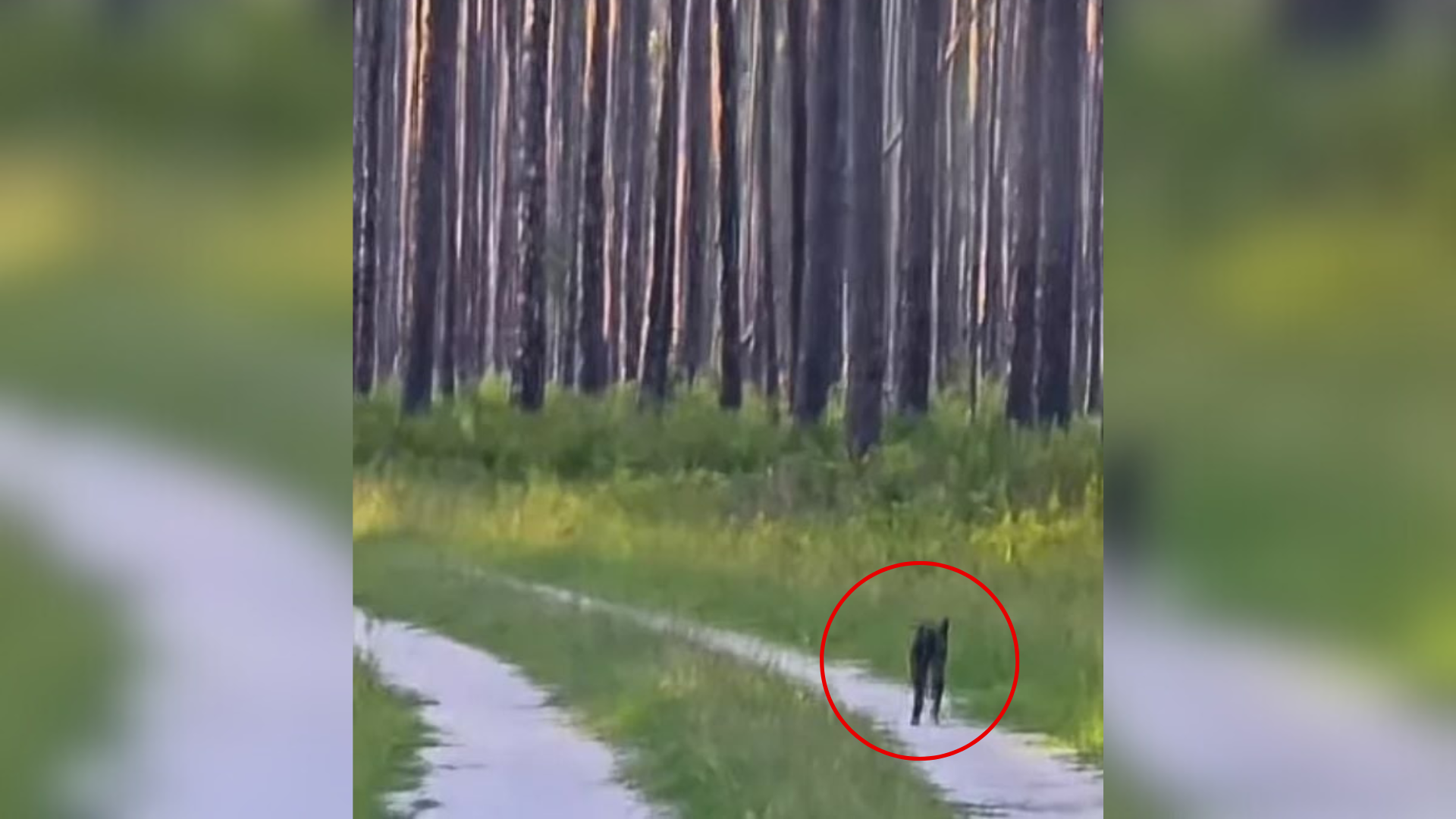 puppy walking toward forest