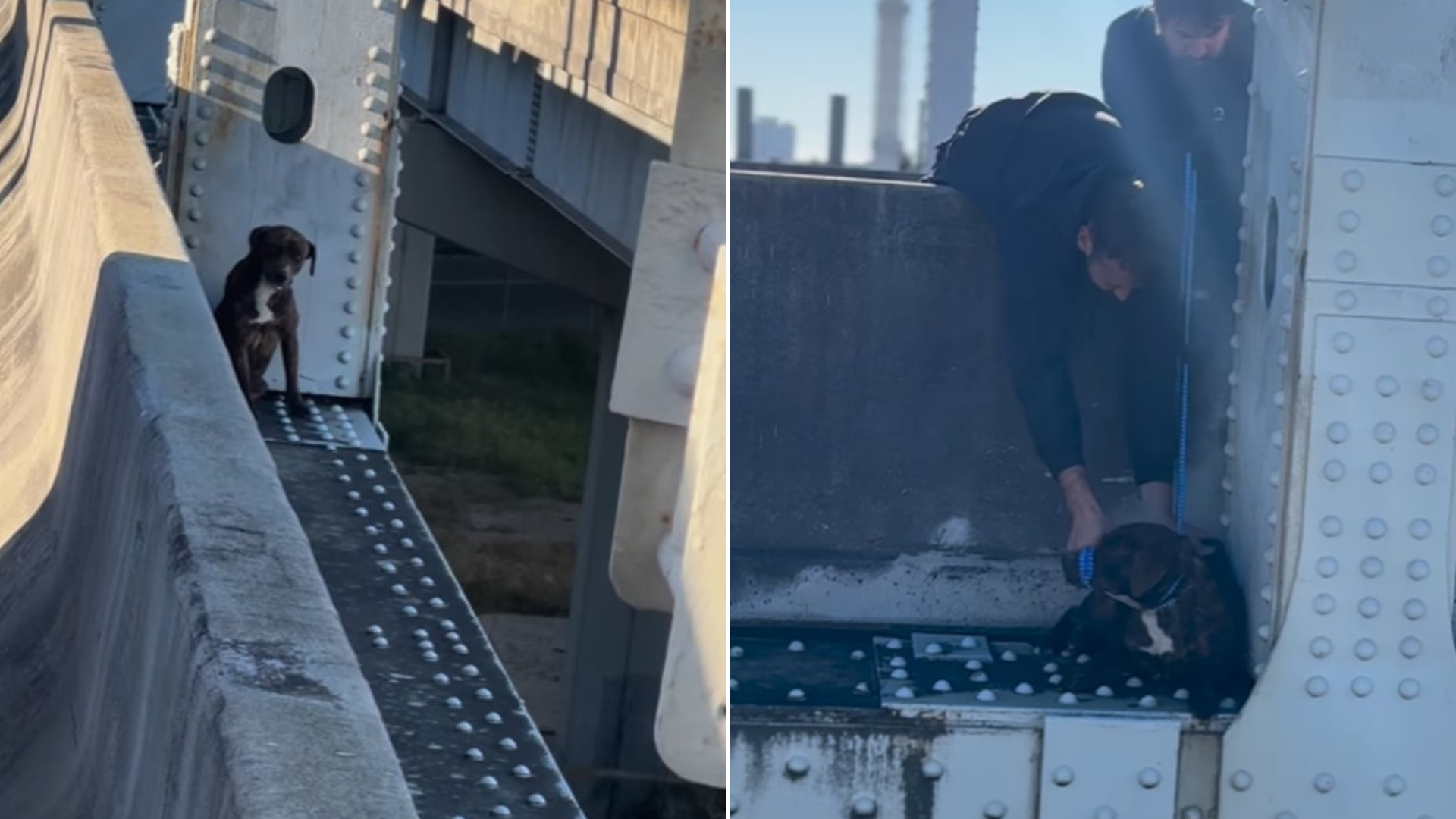 dog rescue from bridge