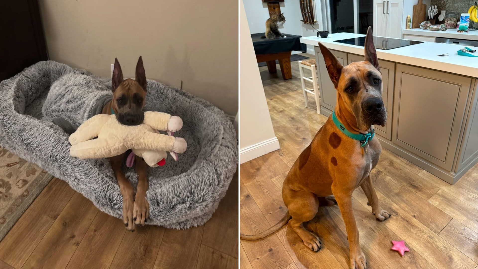 dog before and after growing up