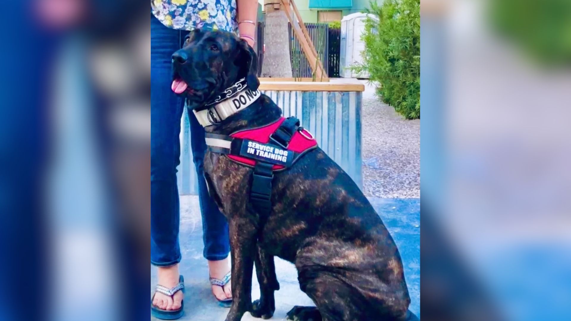 sweet senior black dog