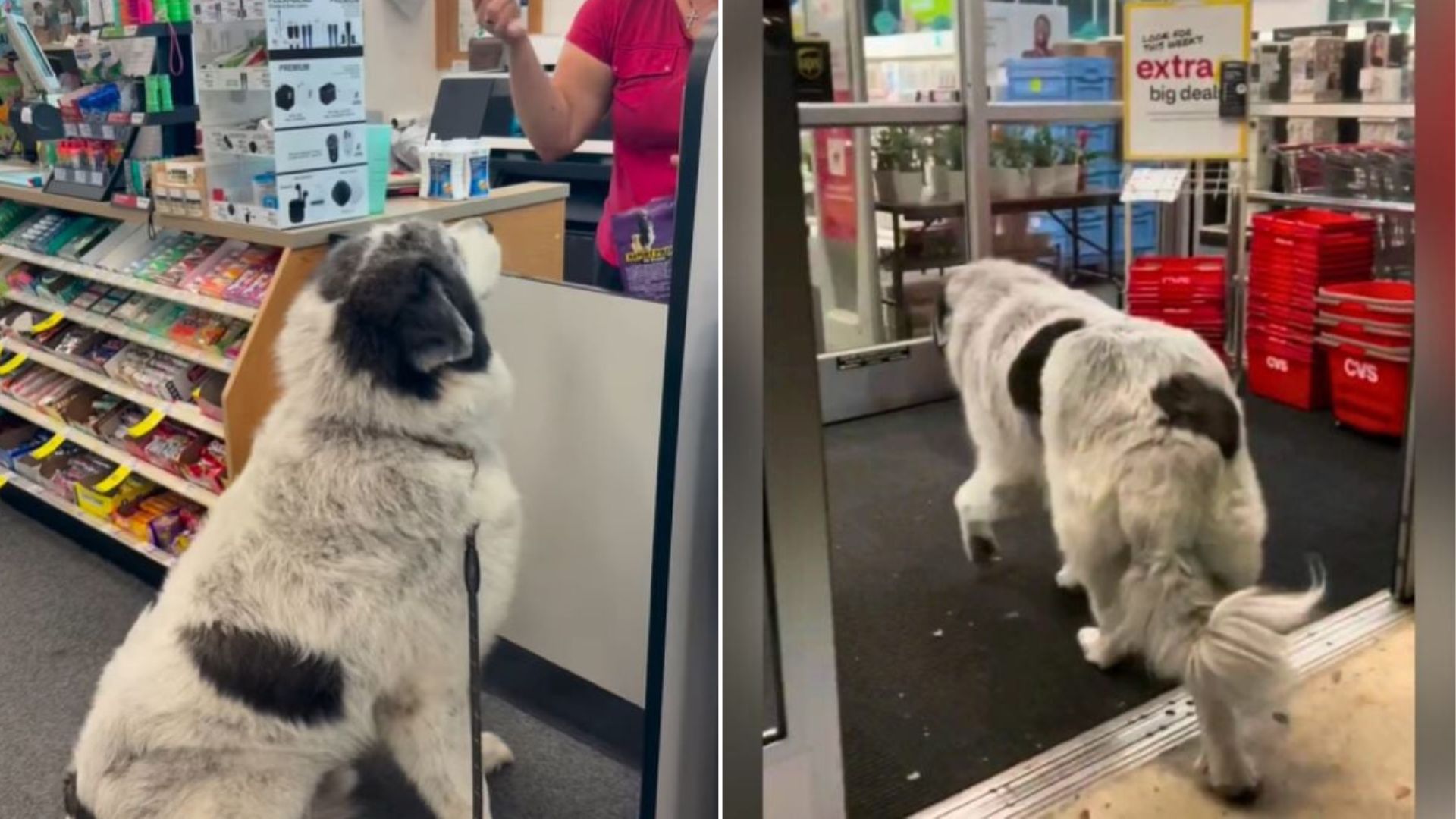 sweet senior dog in shop