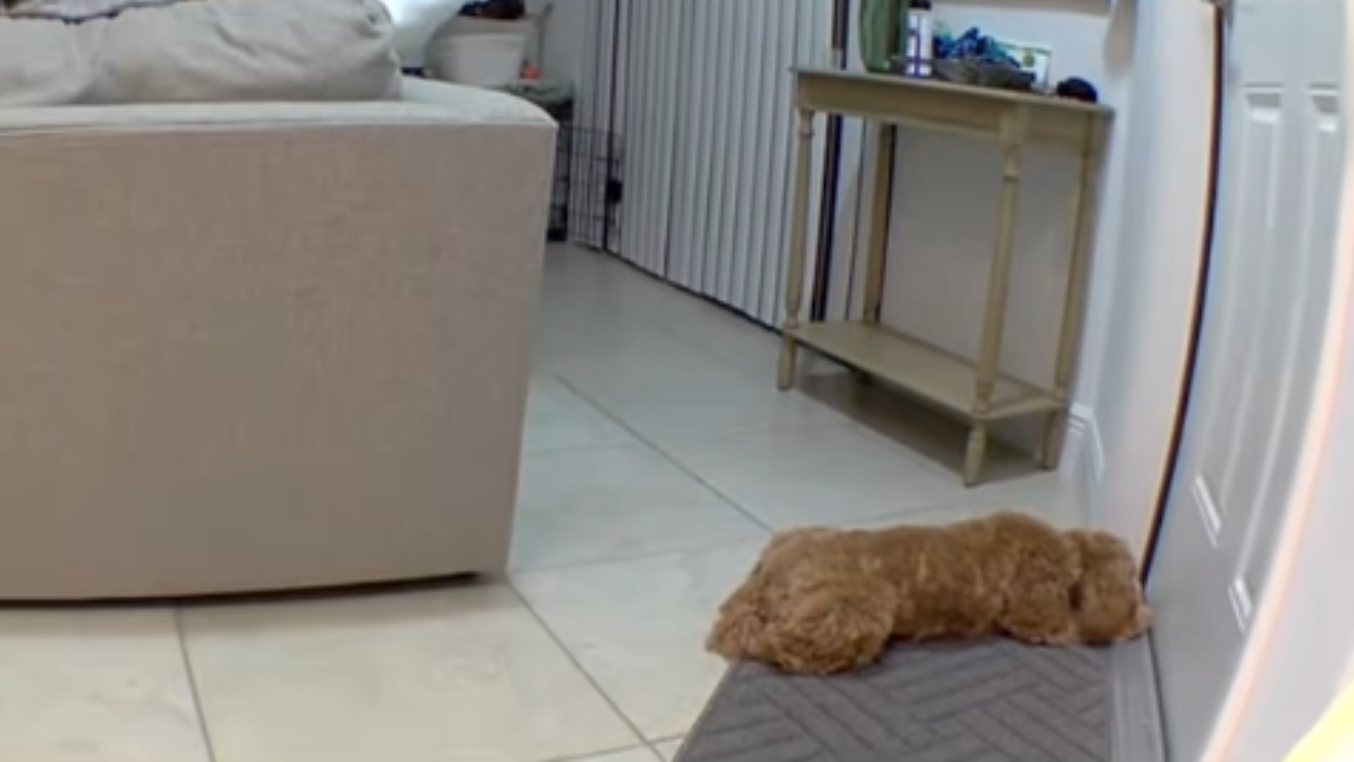 sad dog lying on floor